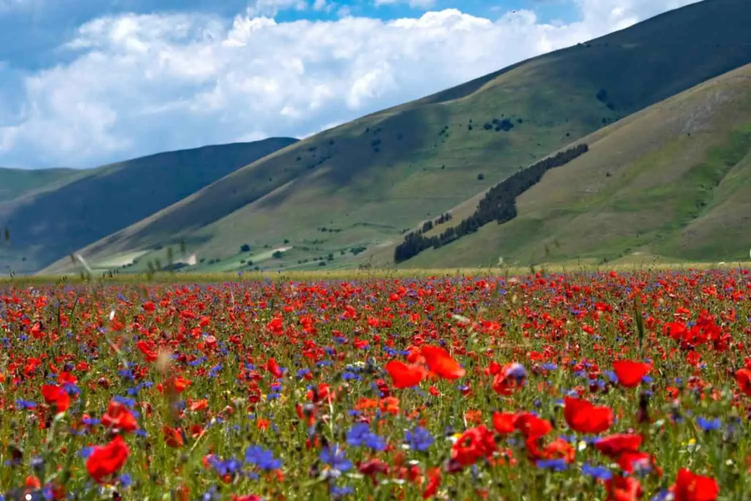 Castelluccio di Norcia, il caldo record compromette l'iconica fioritura: perché sull'altopiano predomina il rosso