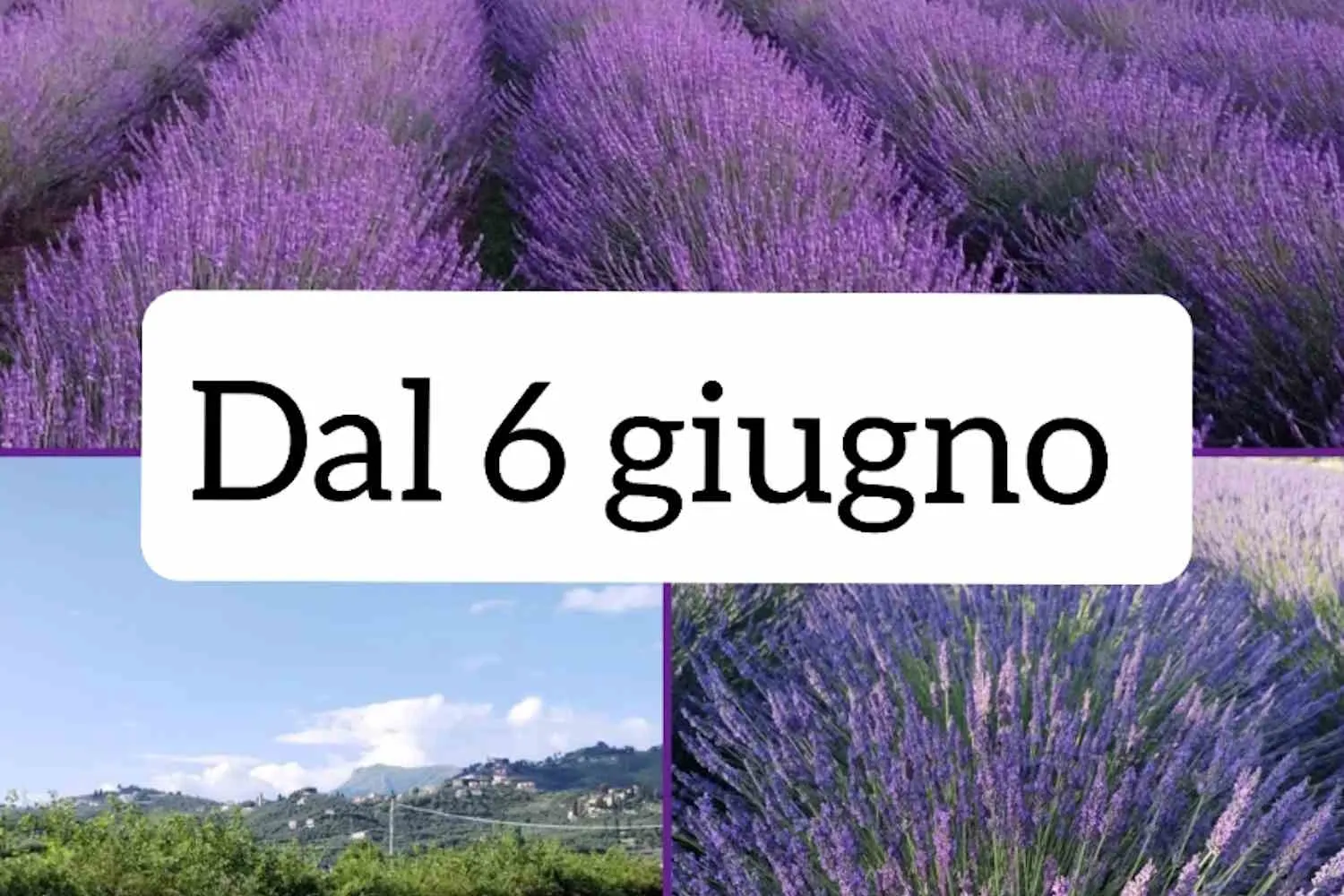 Massarosa come la Provenza: da oggi campi aperti gratis per ammirare la fioritura della lavanda