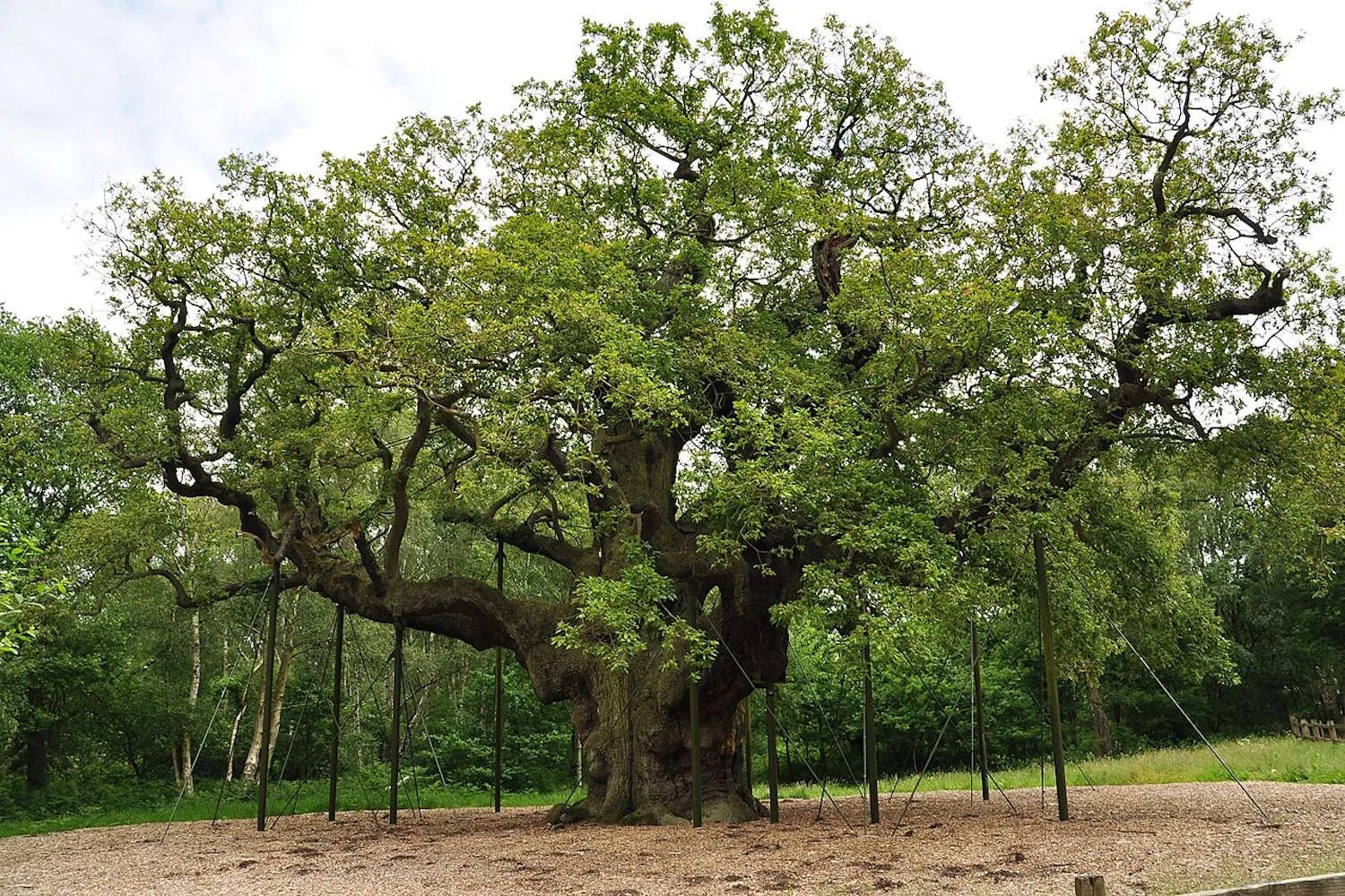 È morto l’albero più famoso al mondo: la quercia millenaria di Robin Hood non ha resistito alla crisi climatica e al turismo di massa