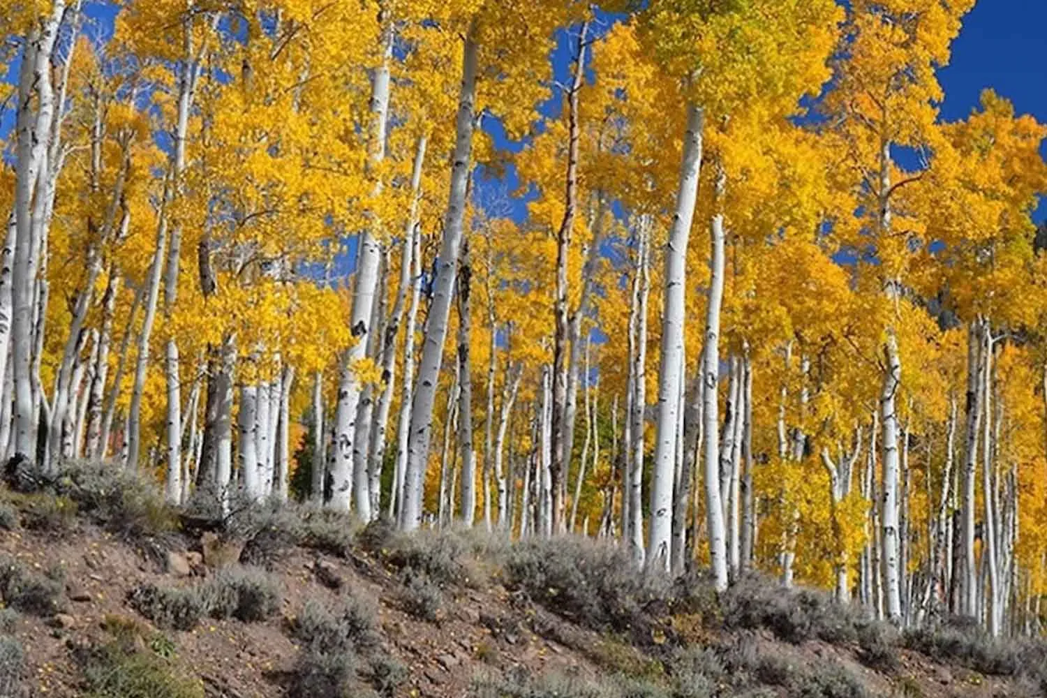 Il più grande organismo del mondo è un albero ed è in pericolo: cosa sta succedendo a Pando