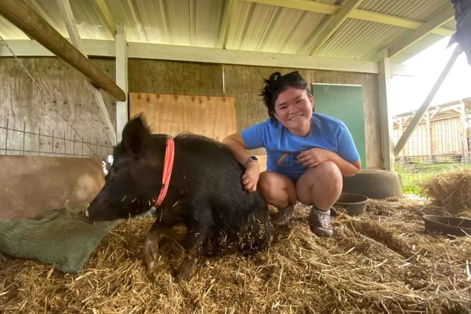 Questo santuario alle Hawaii offre alloggio in cambio di 20 ore a settimana per prendersi cura dei maiali salvati