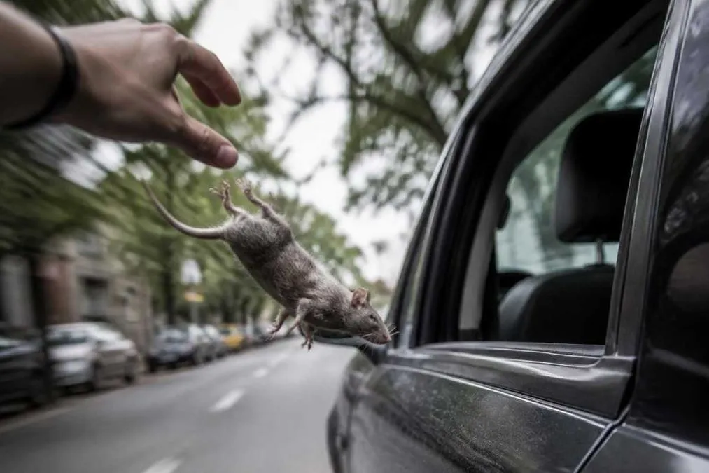 Topi morti lanciati nelle auto al semaforo: il nuovo metodo dei ladri a Napoli - HDmotori.it
