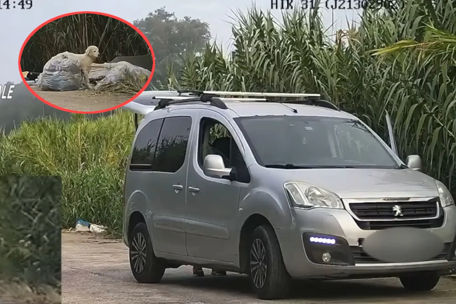 Abbandona rifiuti tossici e un cagnolino sotto al sole: incastrato dalle telecamere in Campania (ma per il cucciolo c'è il lieto fine)
