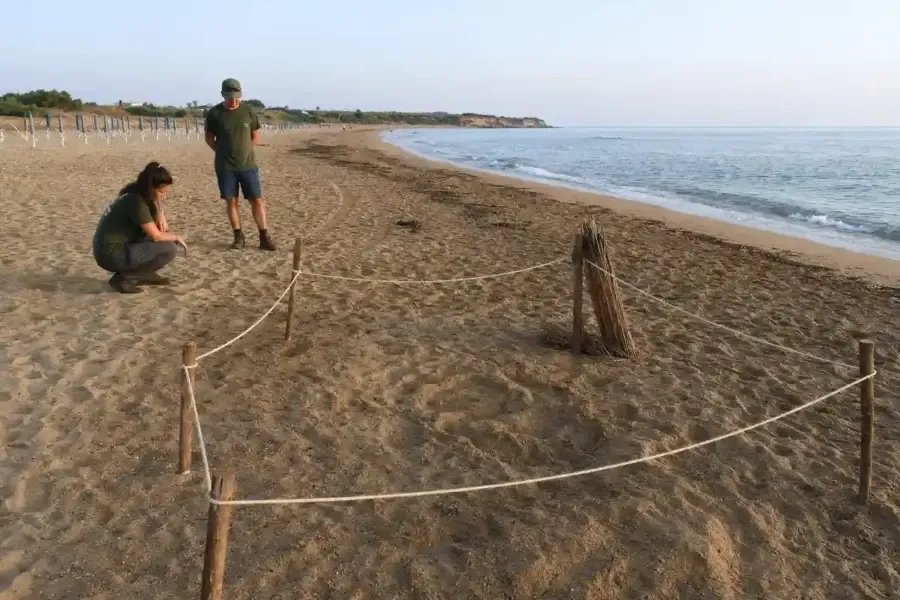 Sicilia da record per le tartarughe marine: il Wwf in campo per proteggere i nidi – Ecoblog