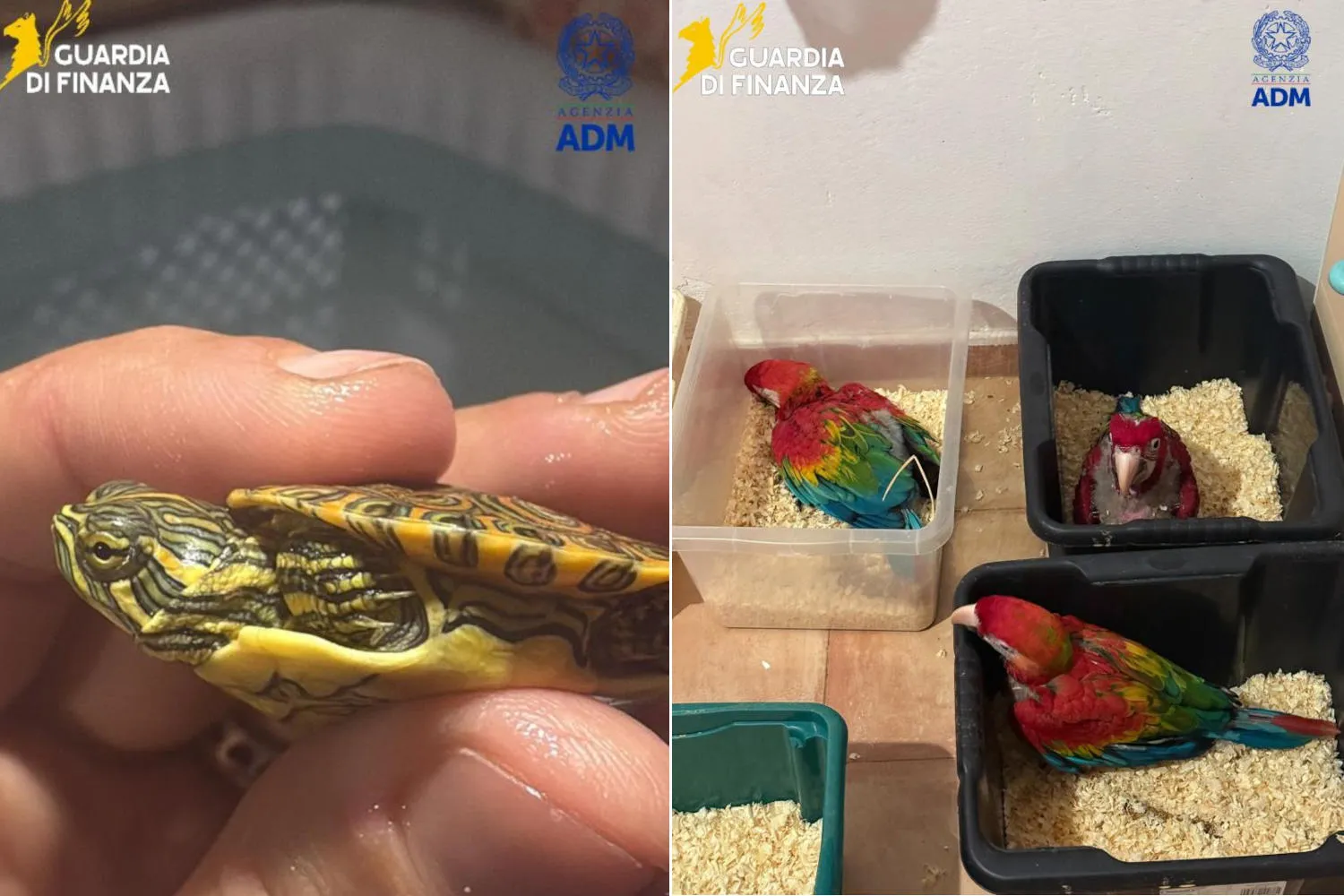 Viaggiava con 300 tartarughe e 77 pappagalli stipati in un'auto diretta a Malta: maxi sequestro al porto di Pozzallo
