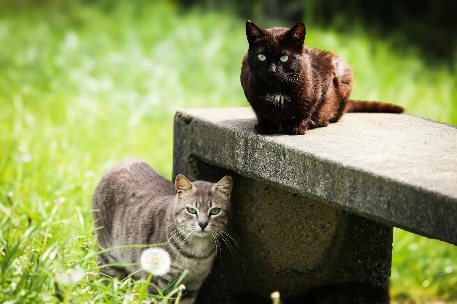 Orrore in una casa Airbnb: proprietaria scopre che l’inquilino in affitto ha ucciso e bruciato i suoi gatti in giardino