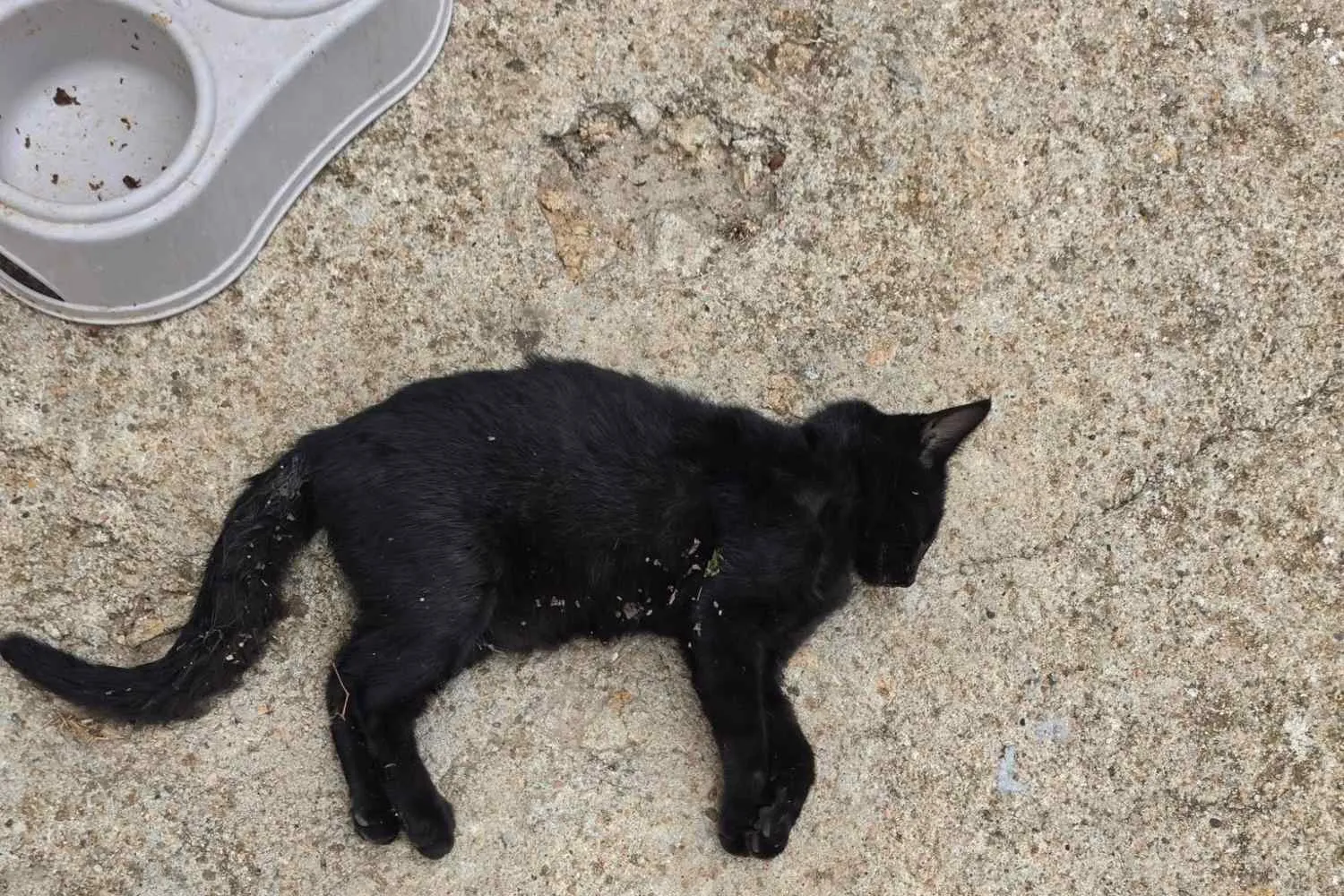Strage di gattini in Sardegna: 7 cuccioli uccisi con bocconi avvelenati e polvere di zolfo disseminata nel quartiere