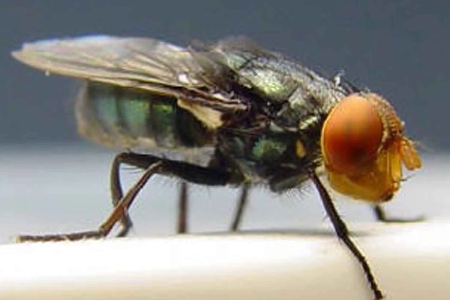 Mosca assassina, negli USA è ricomparso il parassita dalle larve che mangiano tessuti vivi