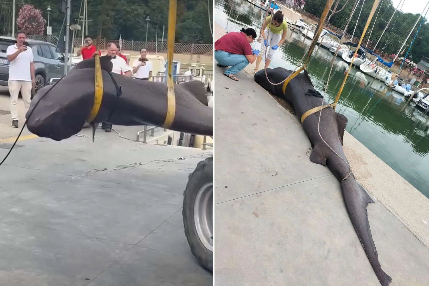 Ritrovato uno squalo capopiatto di 550 kg morto sulla spiaggia di Follonica: è giallo sulle cause del decesso
