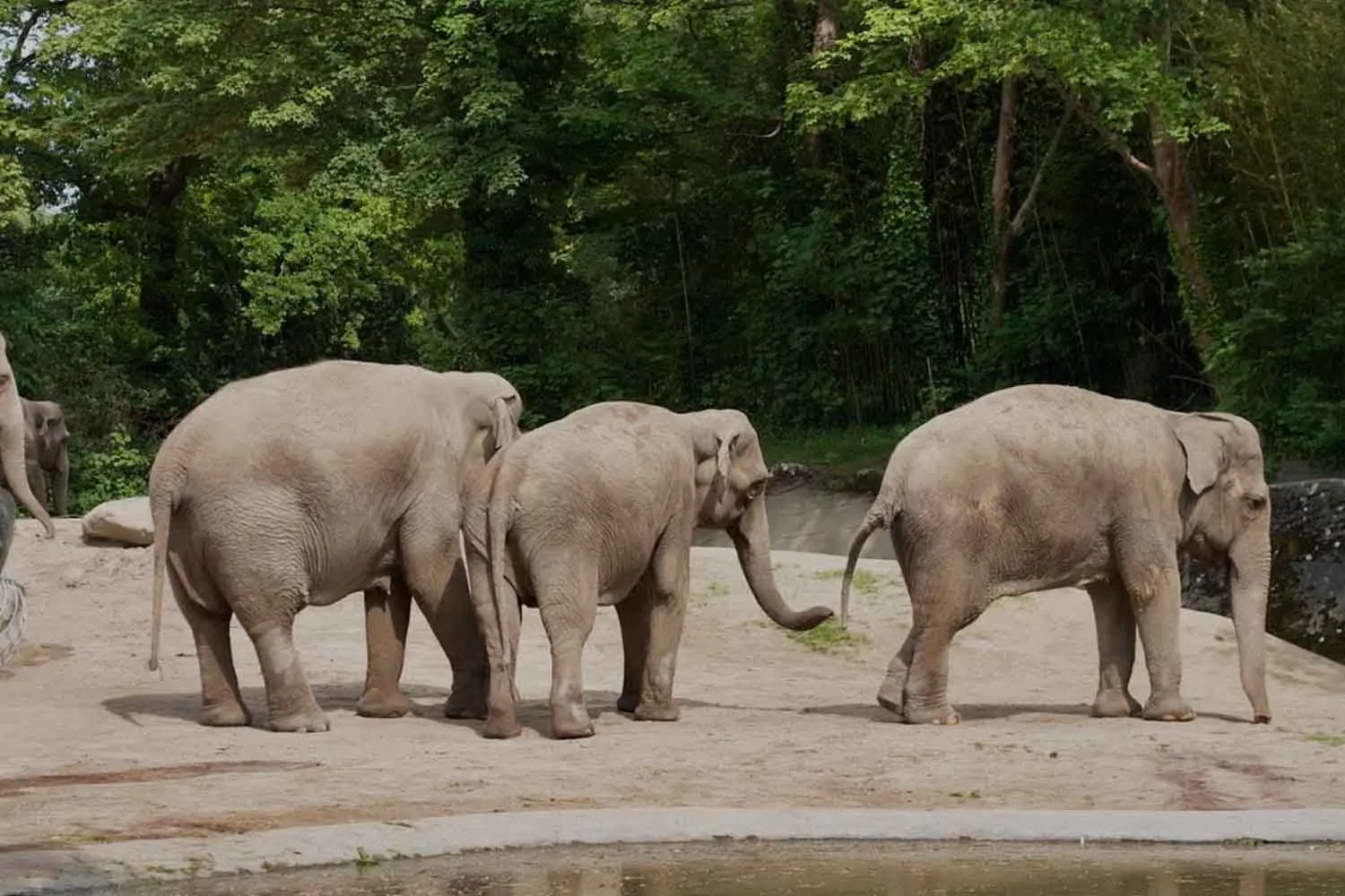 Gli elefanti cresciuti in cattività tra circhi, zoo e turisti possono tornare in libertà? Sì, e questo studio lo dimostra