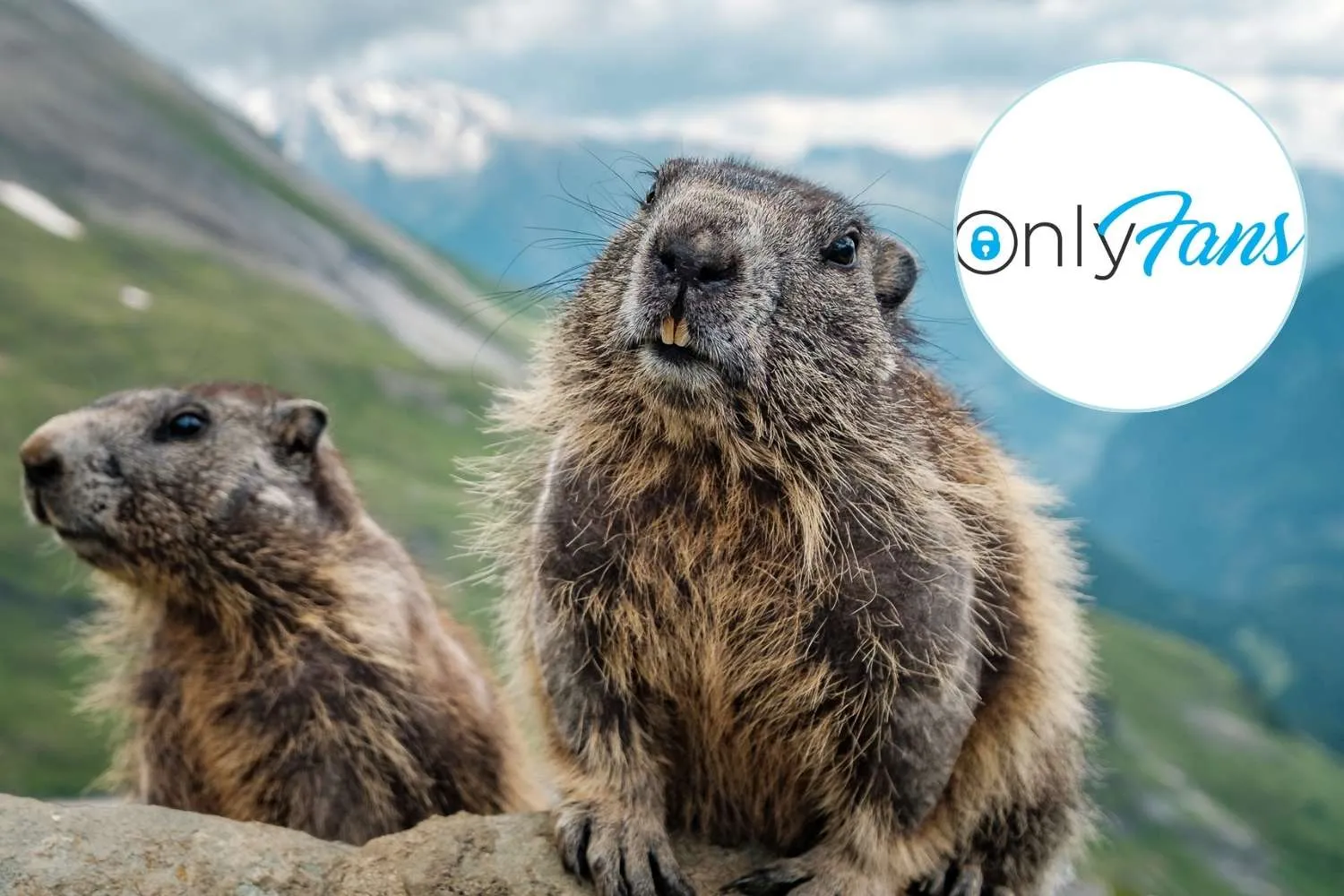 Cosa ci fanno queste marmotte su OnlyFans?