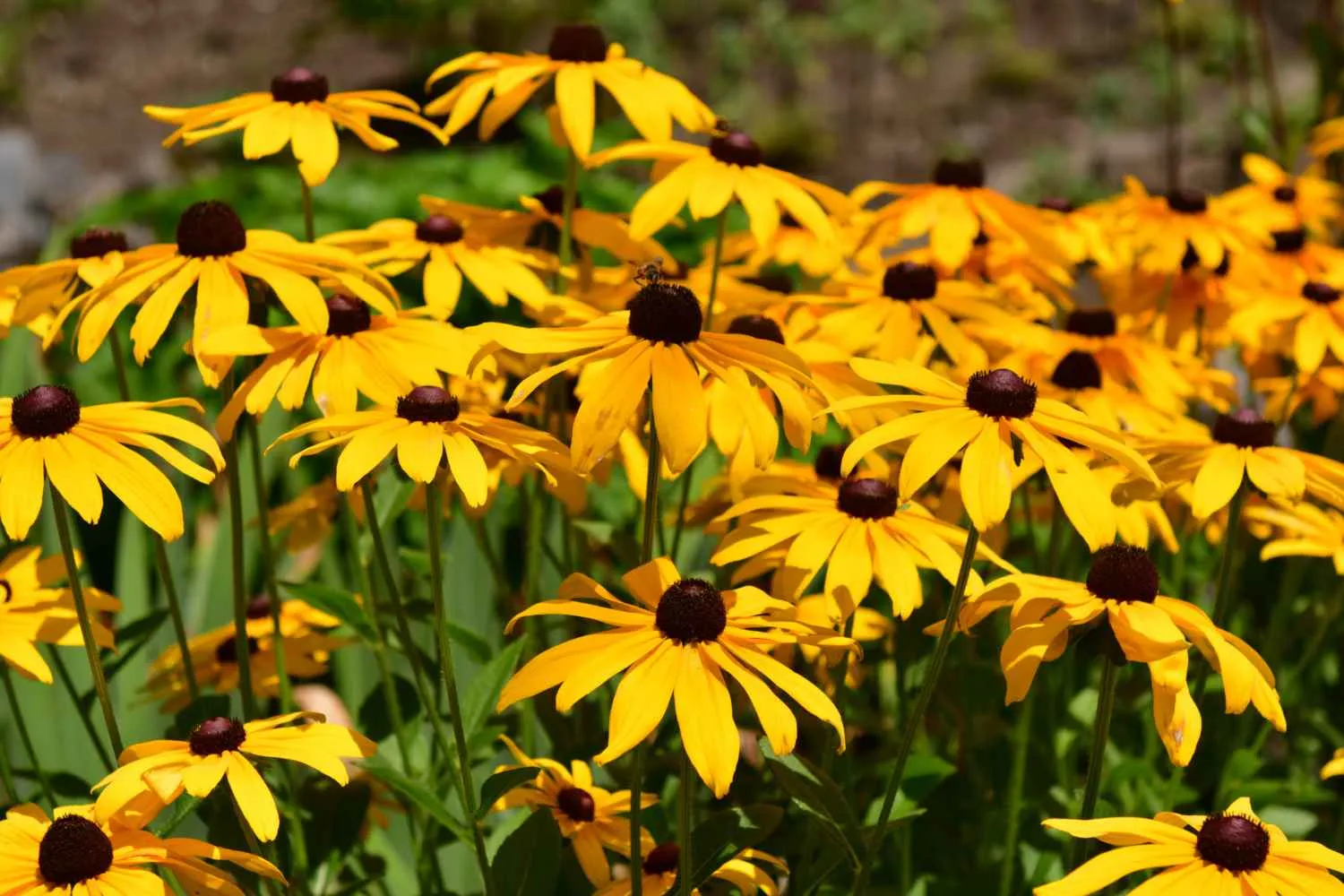 Rudbeckia: come coltivare la Susanna dagli occhi neri, il fiore che colora il giardino (a costo zero) fino all'autunno