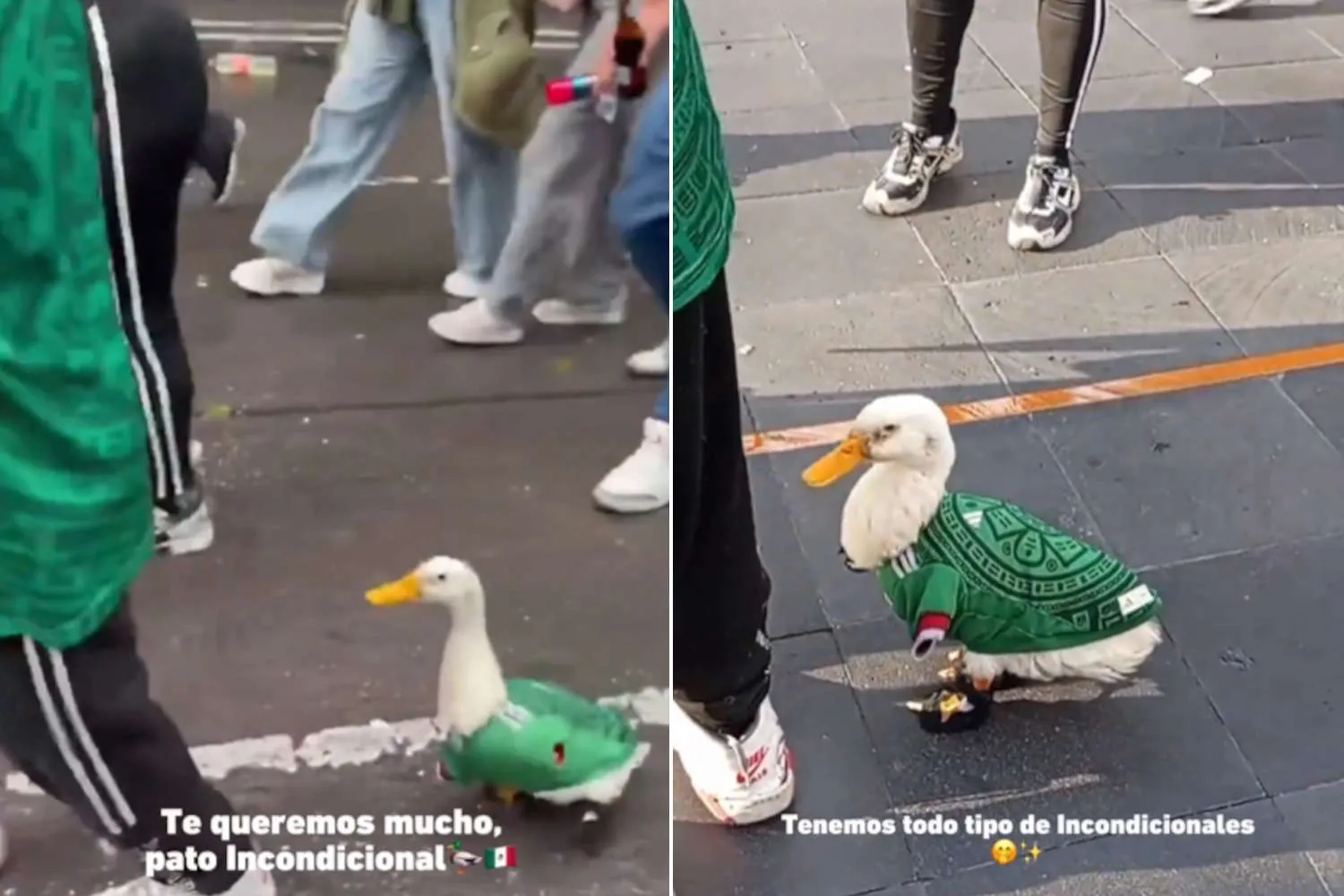 La vera mascotte dei Mondiali? È Merlin, l’anatra porta fortuna del Messico che passeggia con la maglia della nazionale (e fa previsioni)