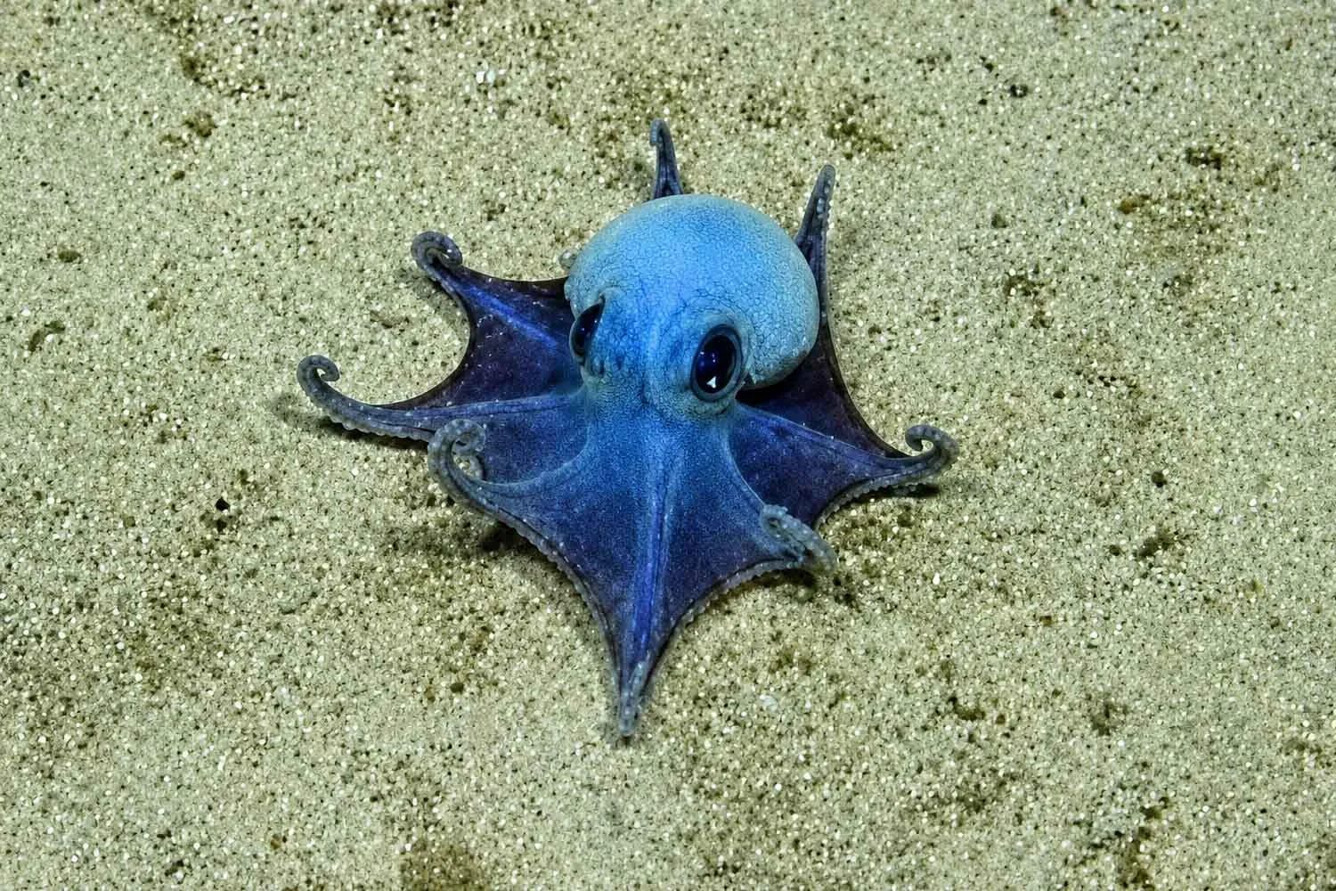 Nuove specie: scoperto un adorabile e misterioso polpo blu simile a un Pokémon negli abissi delle Galápagos