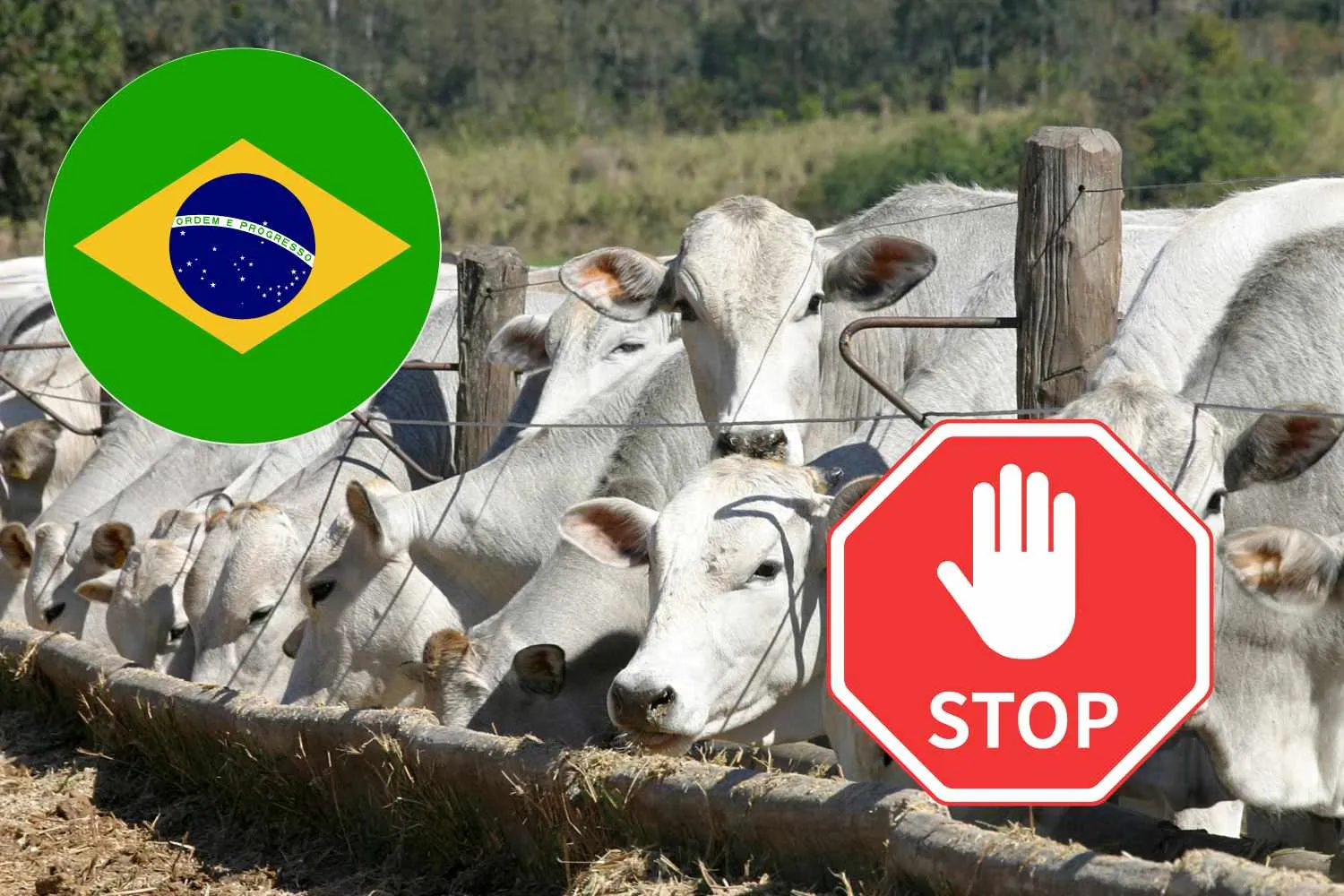 Niente più carne brasiliana in Ue dal 3 settembre: non rispetta le norme sugli antimicrobici negli allevamenti
