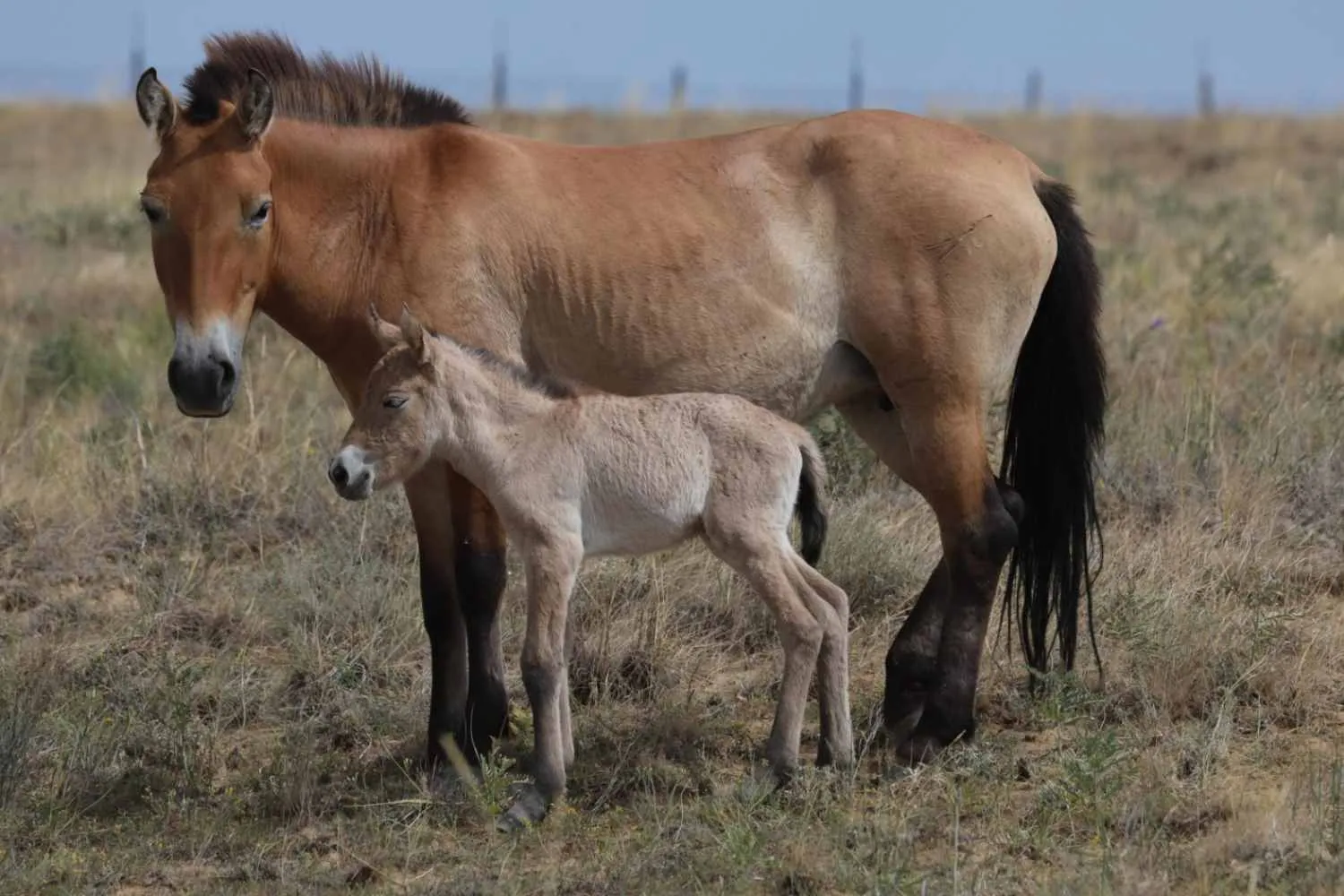 Straordinario! È nato un cavallo di Przewalski nelle steppe del Kazakistan: è il primo in 200 anni
