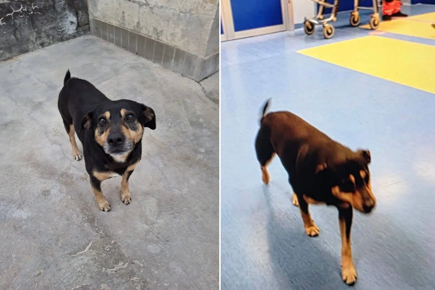 Inseguì l’ambulanza col suo amico umano fino all’ospedale, ora il cane Diego è stato abbandonato da chi lo aveva preso in affido