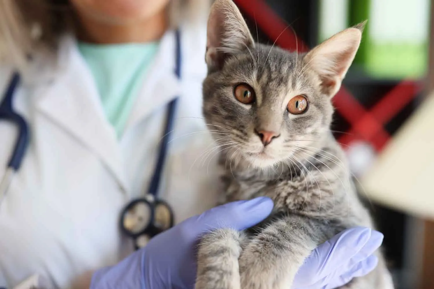 Cosa possono insegnarci i gatti sul cancro: la nuova mappa genetica sorprende i ricercatori