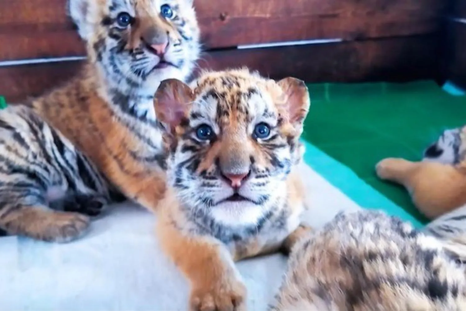 Nati oltre 30 (adorabili) cuccioli di tigre siberiana in Cina: si riaccende la speranza la rara specie (ma resteranno in cattività)