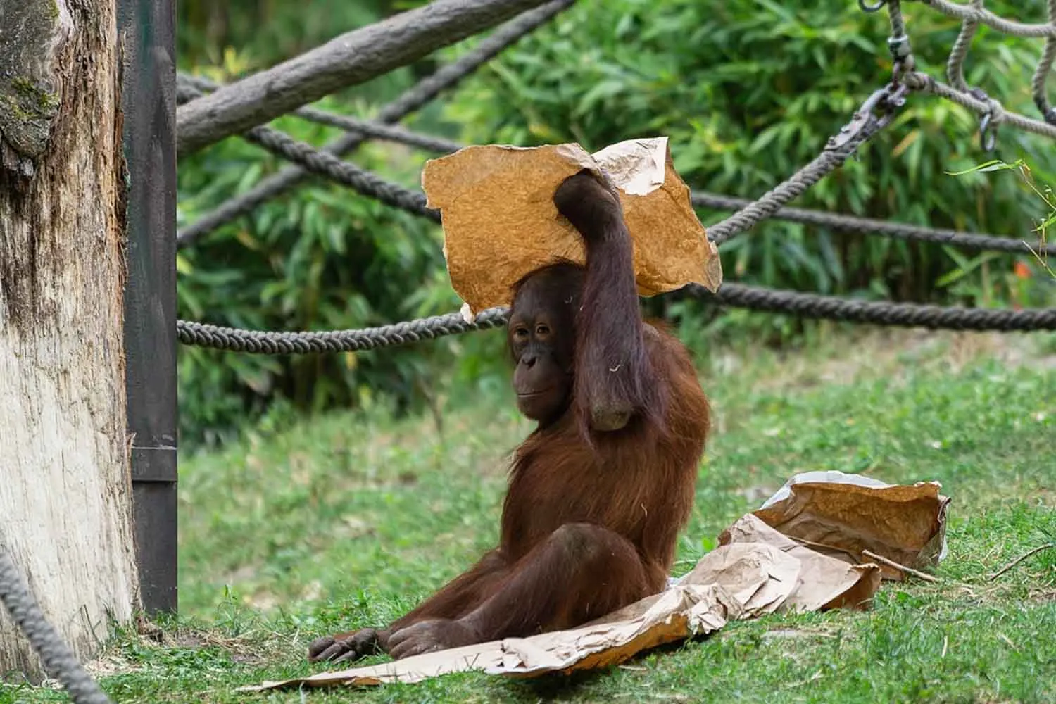 In Borneo c'è un programma di conservazione che ti paga in contanti se avvisti e scatti una foto a un orango