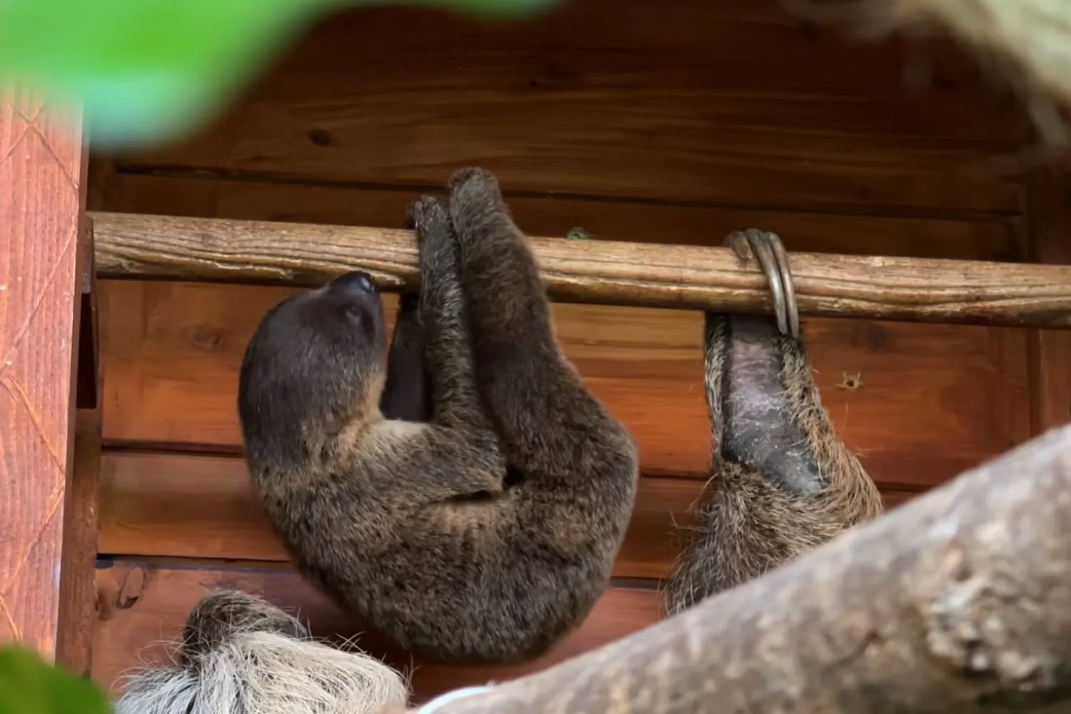 Nato al Bioparco Zoom Torino l’unico bradipo didattilo d'Italia: è adorabile ma purtroppo non conoscerà la libertà