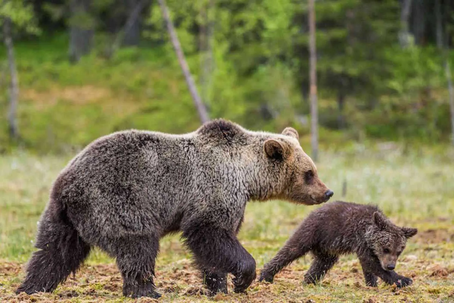 Mamma orsa uccide un uomo in Bulgaria per proteggere i suoi cuccioli: la tragedia da cui dobbiamo imparare