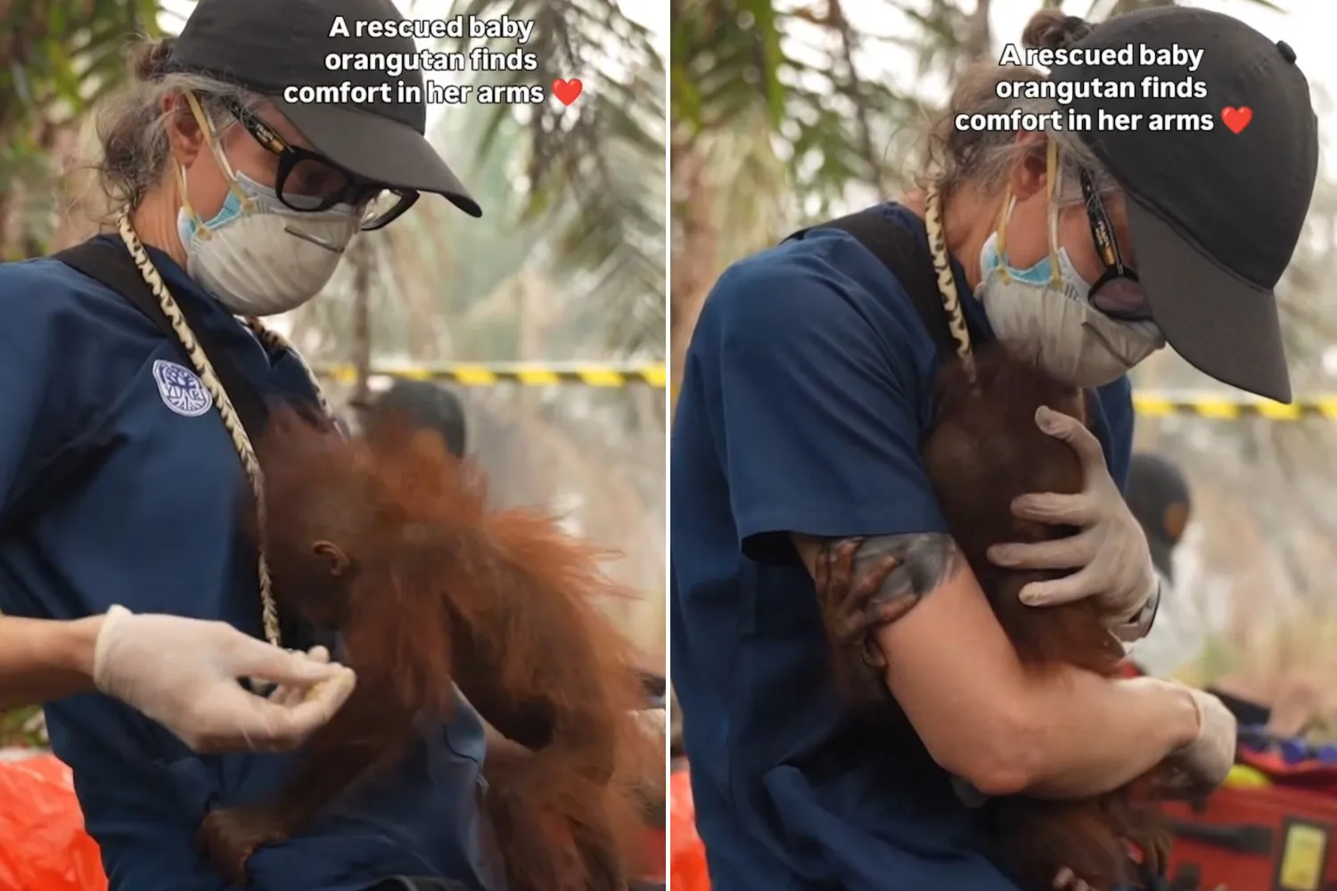 Il pianto straziante dei cuccioli di orango ci mostra il vero prezzo della distruzione delle foreste del Borneo in fiamme