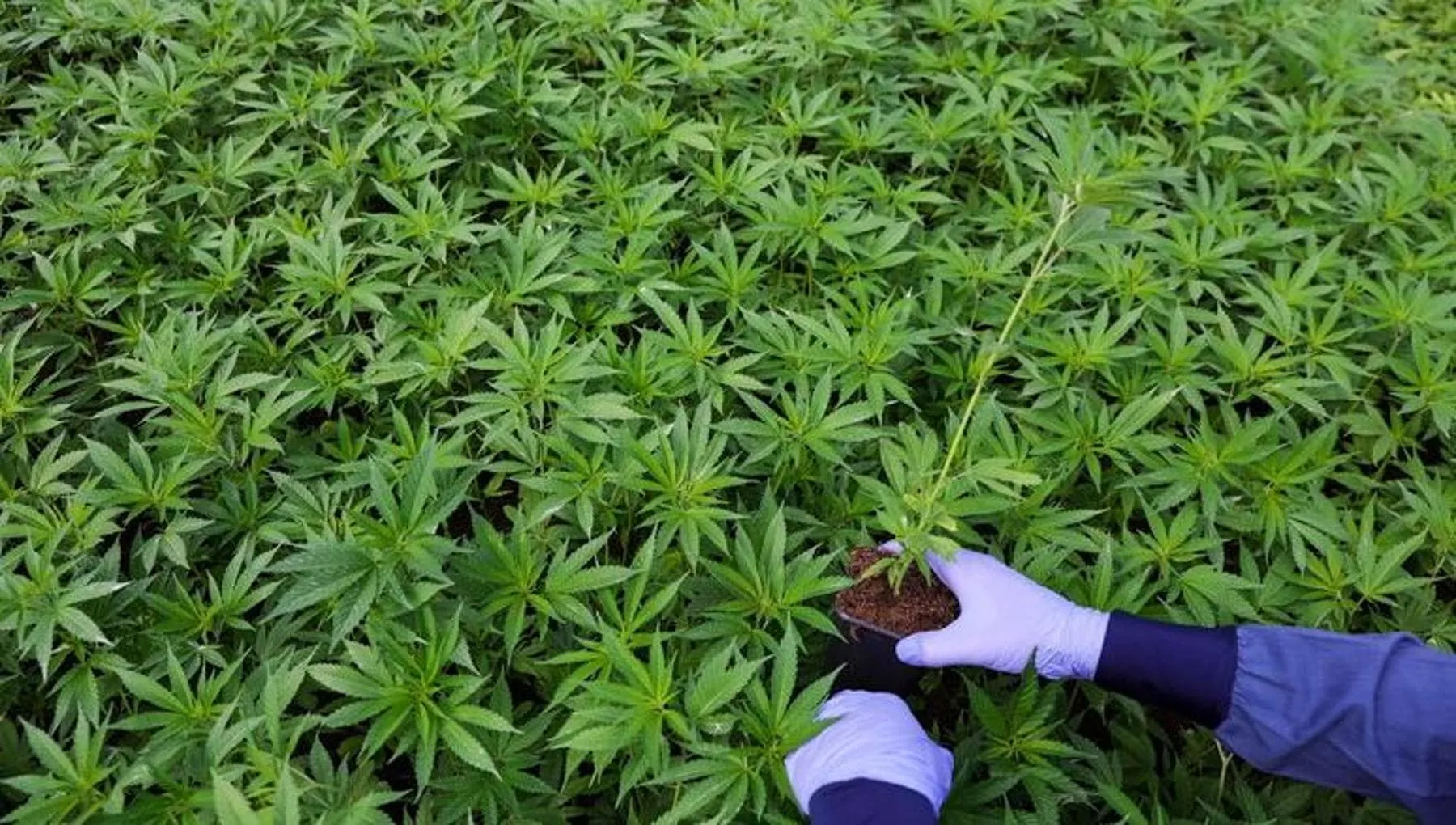 Contro il dolore cannabis in pillole