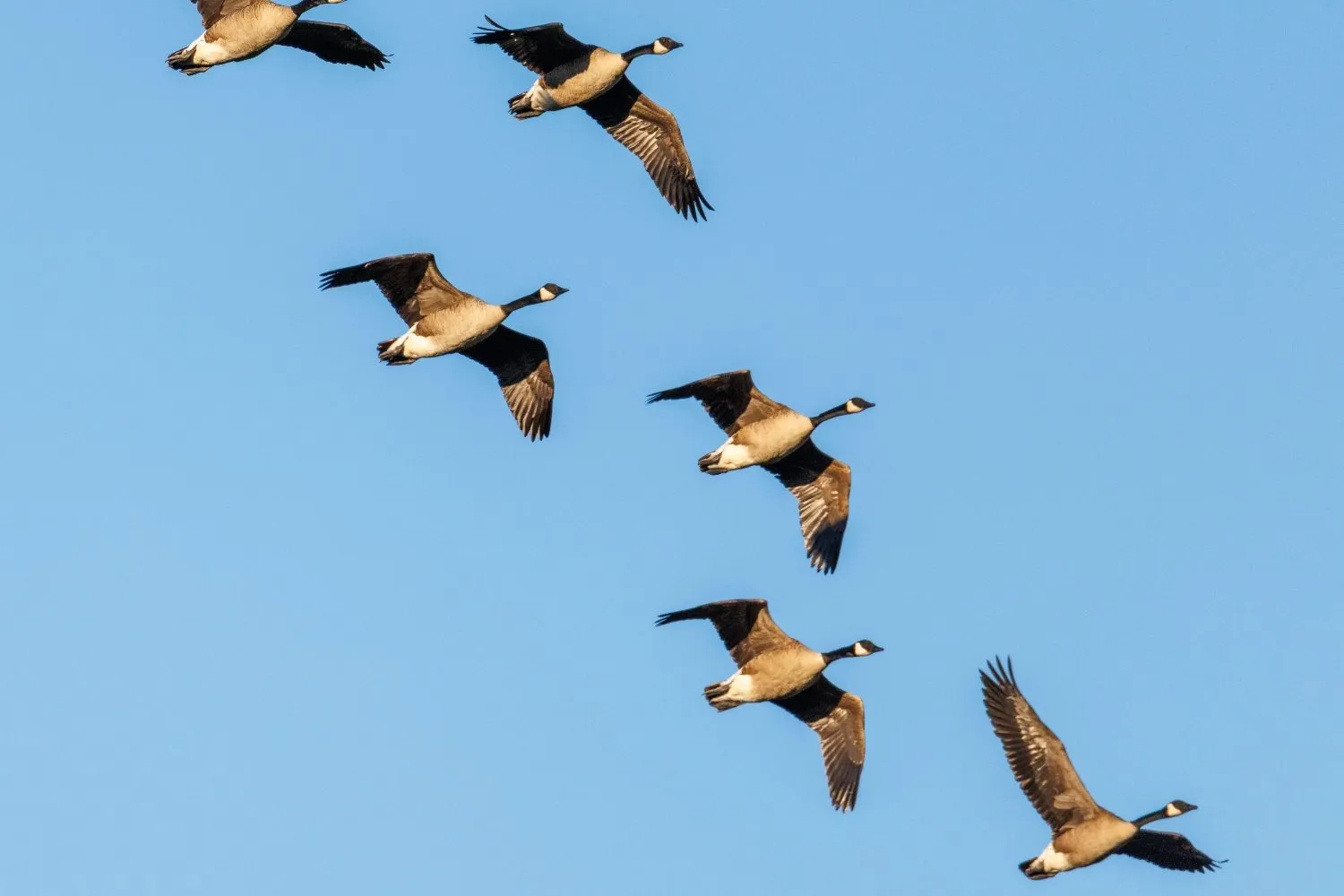 Il cielo perde le sue ali: il 45% degli uccelli migratori è in declino (e l’Eurasia vede la prima estinzione di un volatile da secoli)