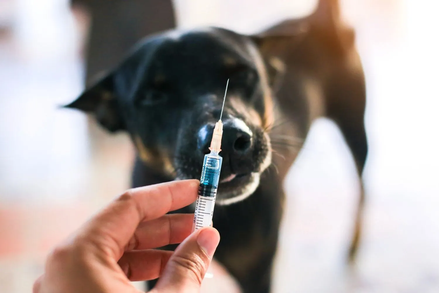Un irresponsabile ha portato illegalmente in Italia dal Marocco un cane randagio positivo alla rabbia, rischiando di provocare un disastro sanitario