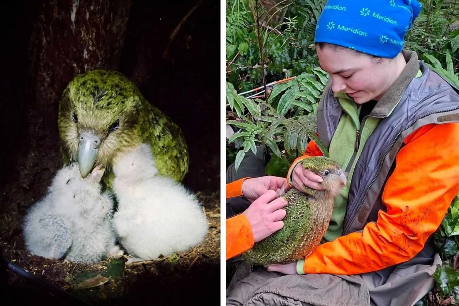 Dall’orlo dell’estinzione al boom di nascite dei kākāpō: il leggendario pappagallo che non sa volare supera quota 320 esemplari
