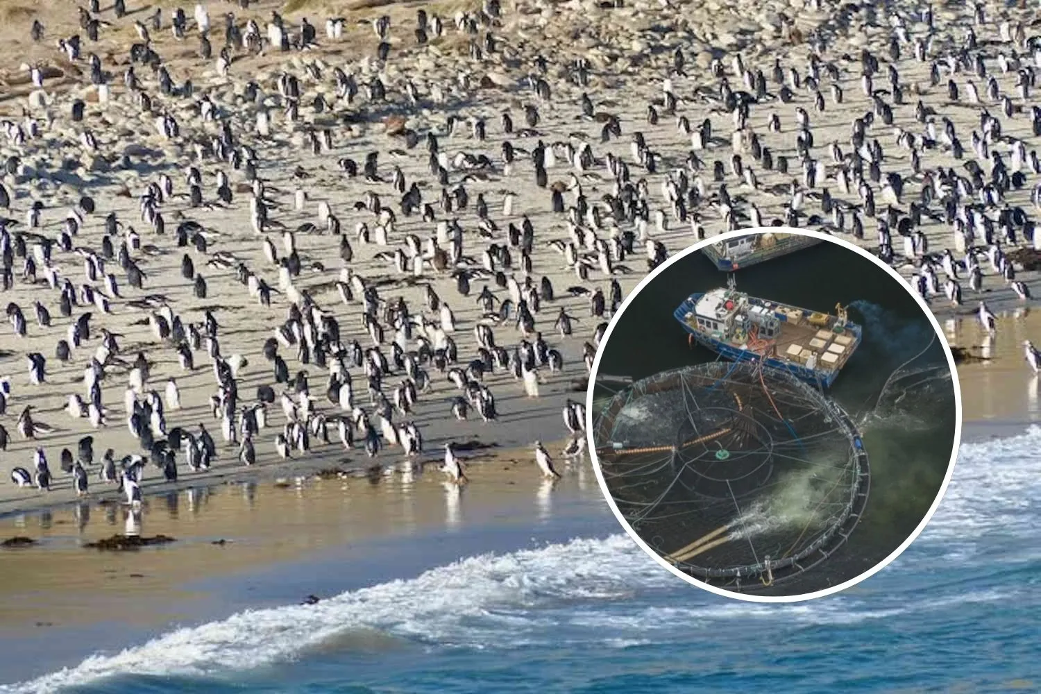 Vogliono trasformare le Falkland in un gigantesco allevamento di salmoni: a rischio uno degli ultimi paradisi marini