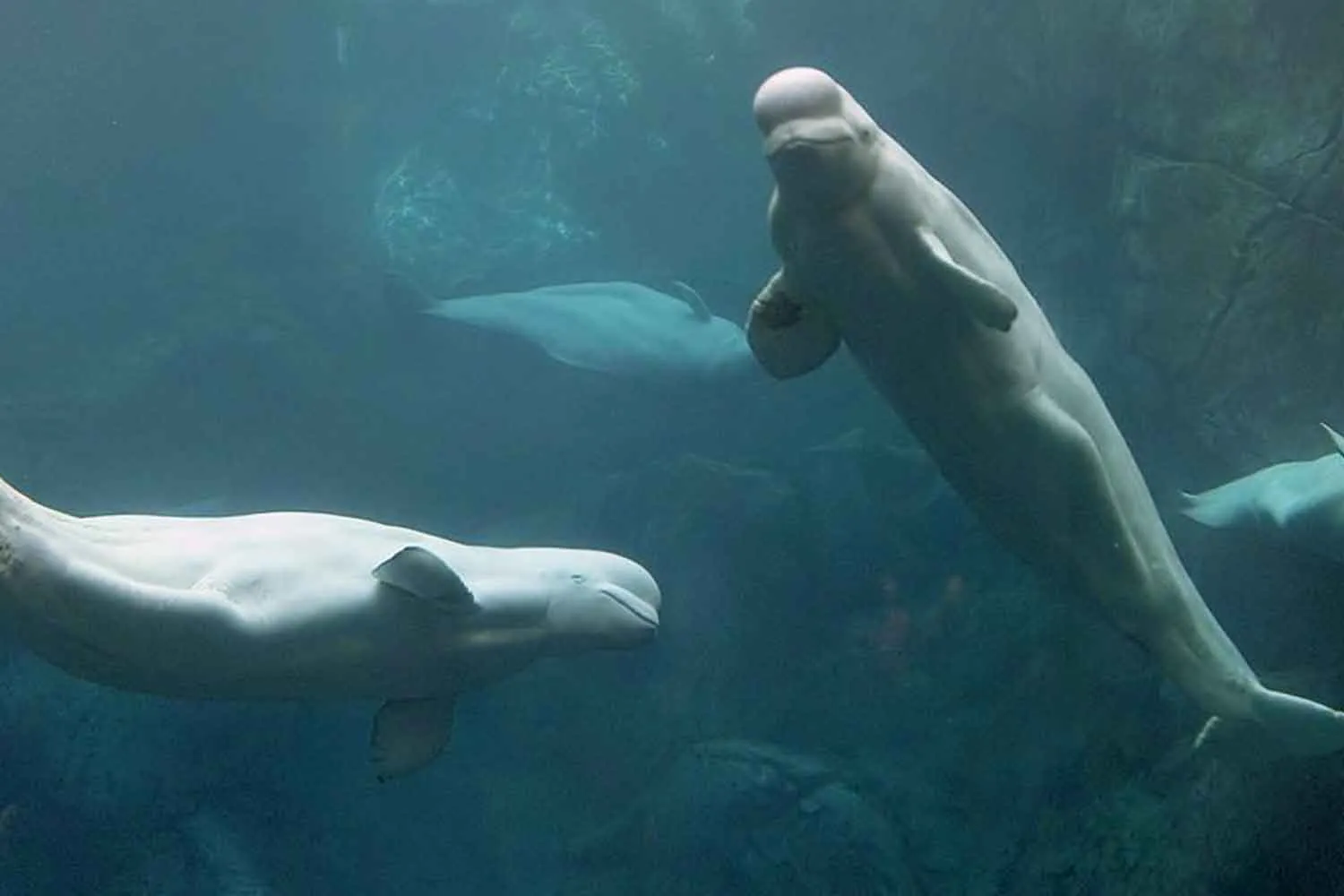 Sorpresa! I beluga si riconoscono allo specchio e si divertono con bolle e capriole: guarda la loro reazione