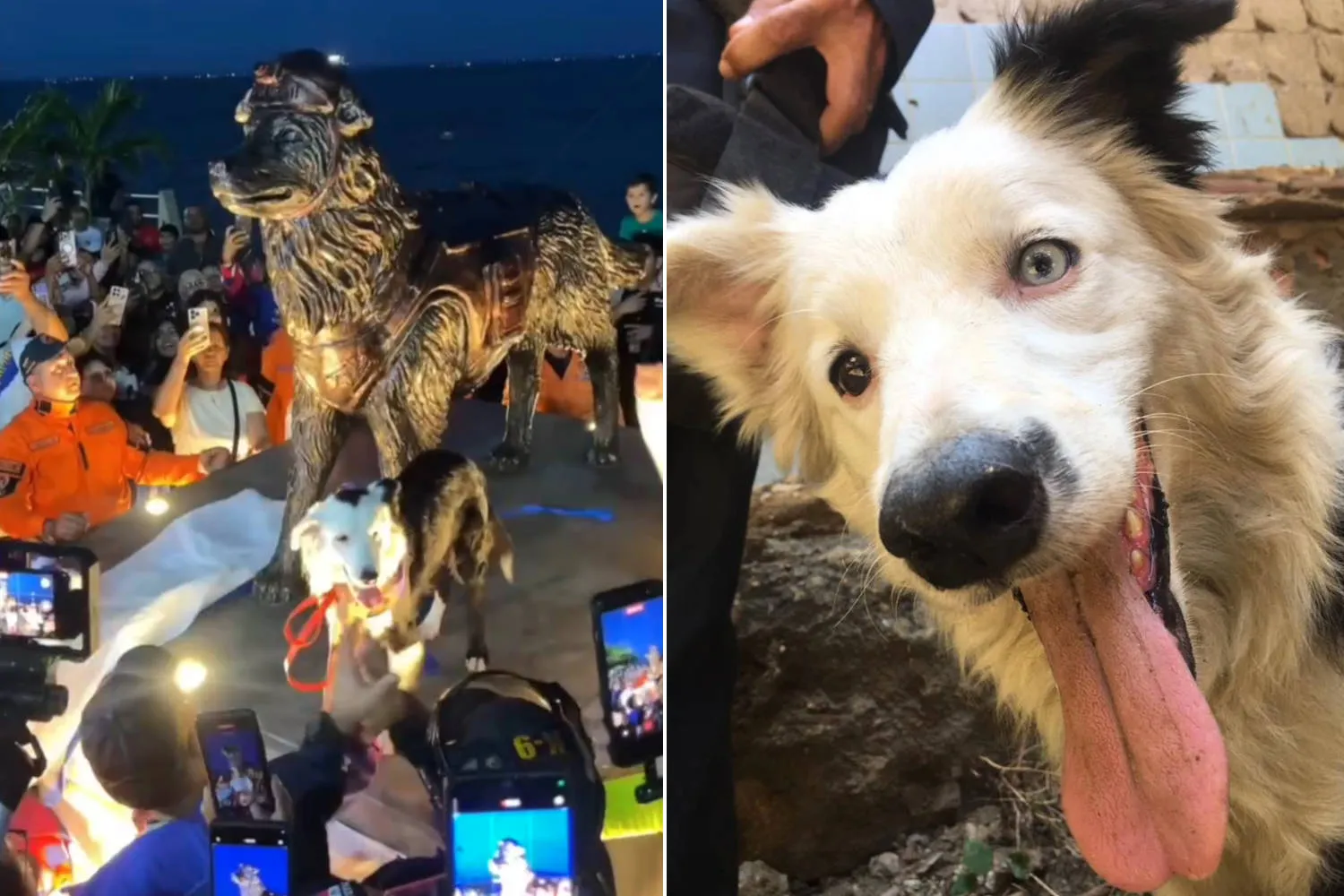 Inaugurata la statua dedicata a Tsunami, il cane eroe che ha salvato oltre 100 vite fra le macerie del Venezuela