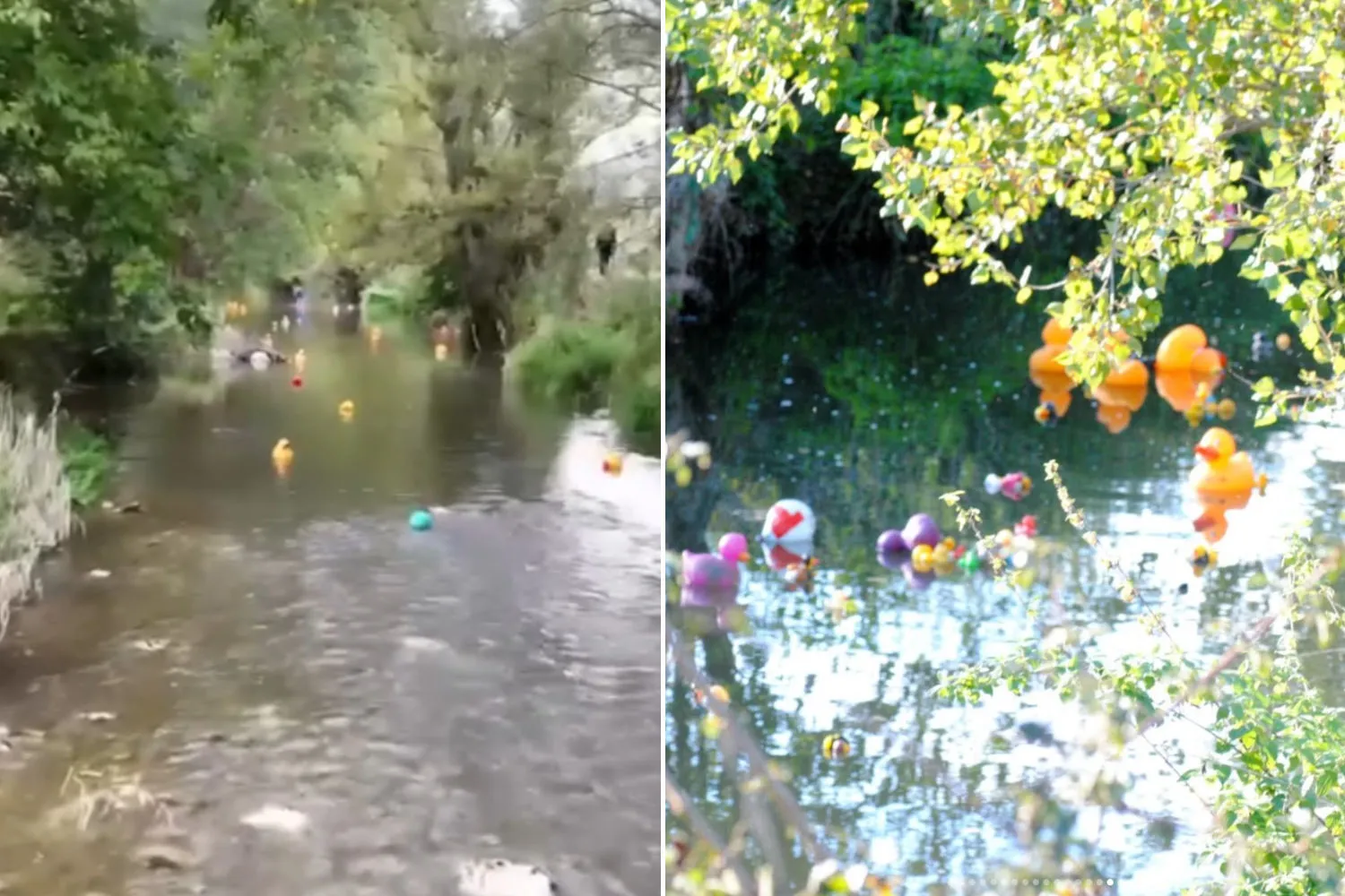 L'Italia vince la gara mondiale delle papere di plastica: per celebrare l'ambiente le hanno fatte gareggiare in un fiume