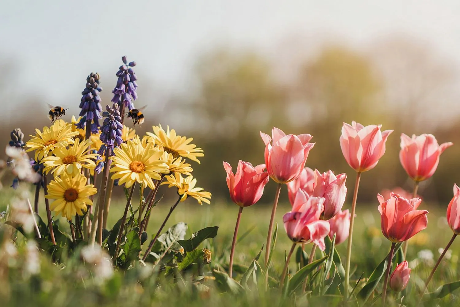 Api e altri insetti impollinatori non trovano i fiori per colpa dell’inquinamento, l’ennesimo studio shock