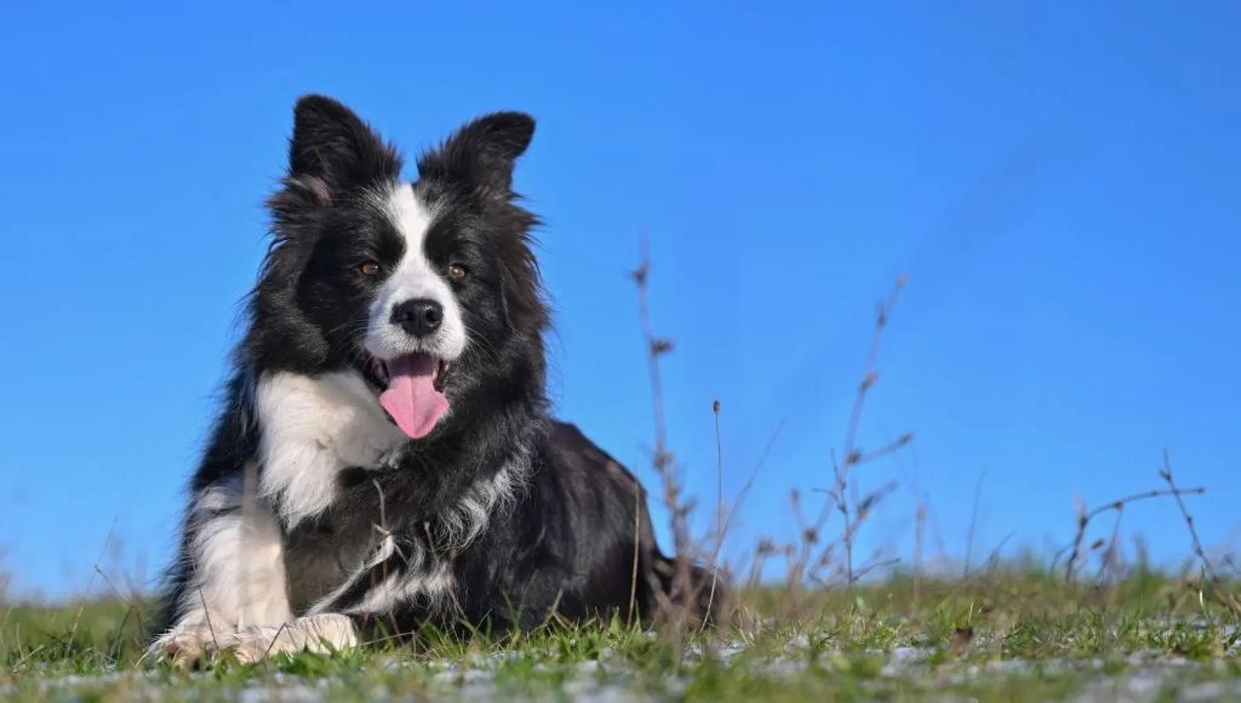 Il cervello dei cani distingue il sorriso e alcune emozioni umane