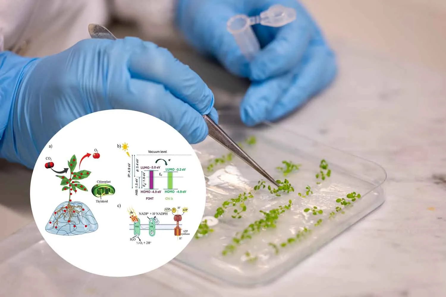 La prima pianta bioibrida che cattura più CO2 e produce anche energia realizzata dagli scienziati italiani