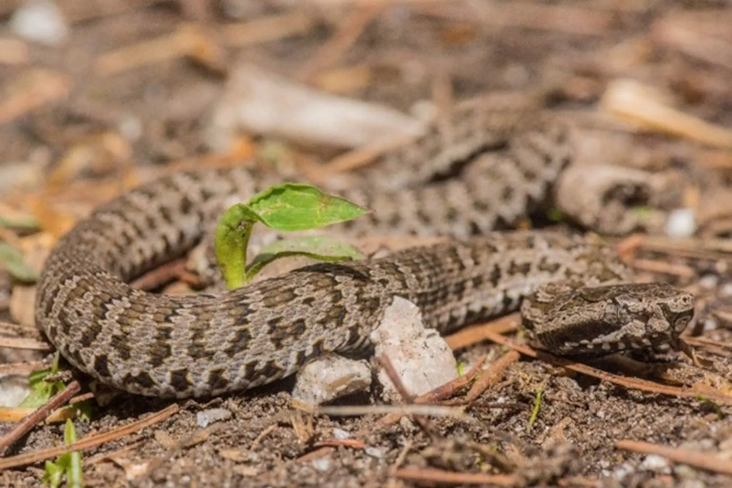 Sorpresa! Esistono cinque specie di vipera dell’Himalaya (non una sola) e tre erano sconosciute agli scienziati