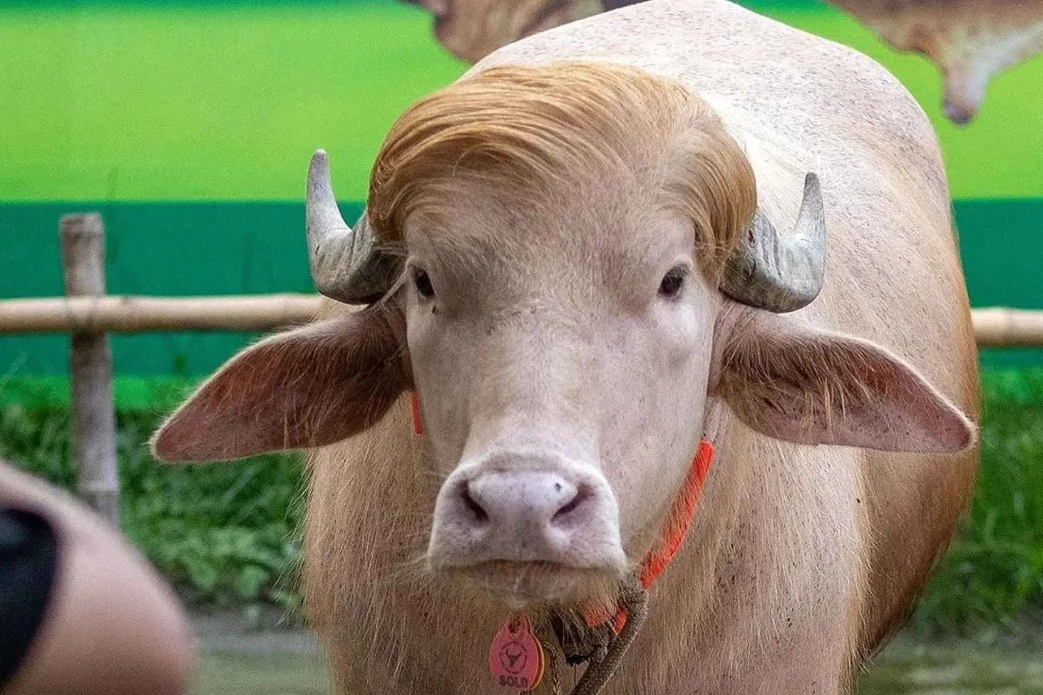 Il bufalo albino Donald Trump è salvo! Il “sosia” del Presidente Usa non verrà macellato per la festa musulmana del sacrificio