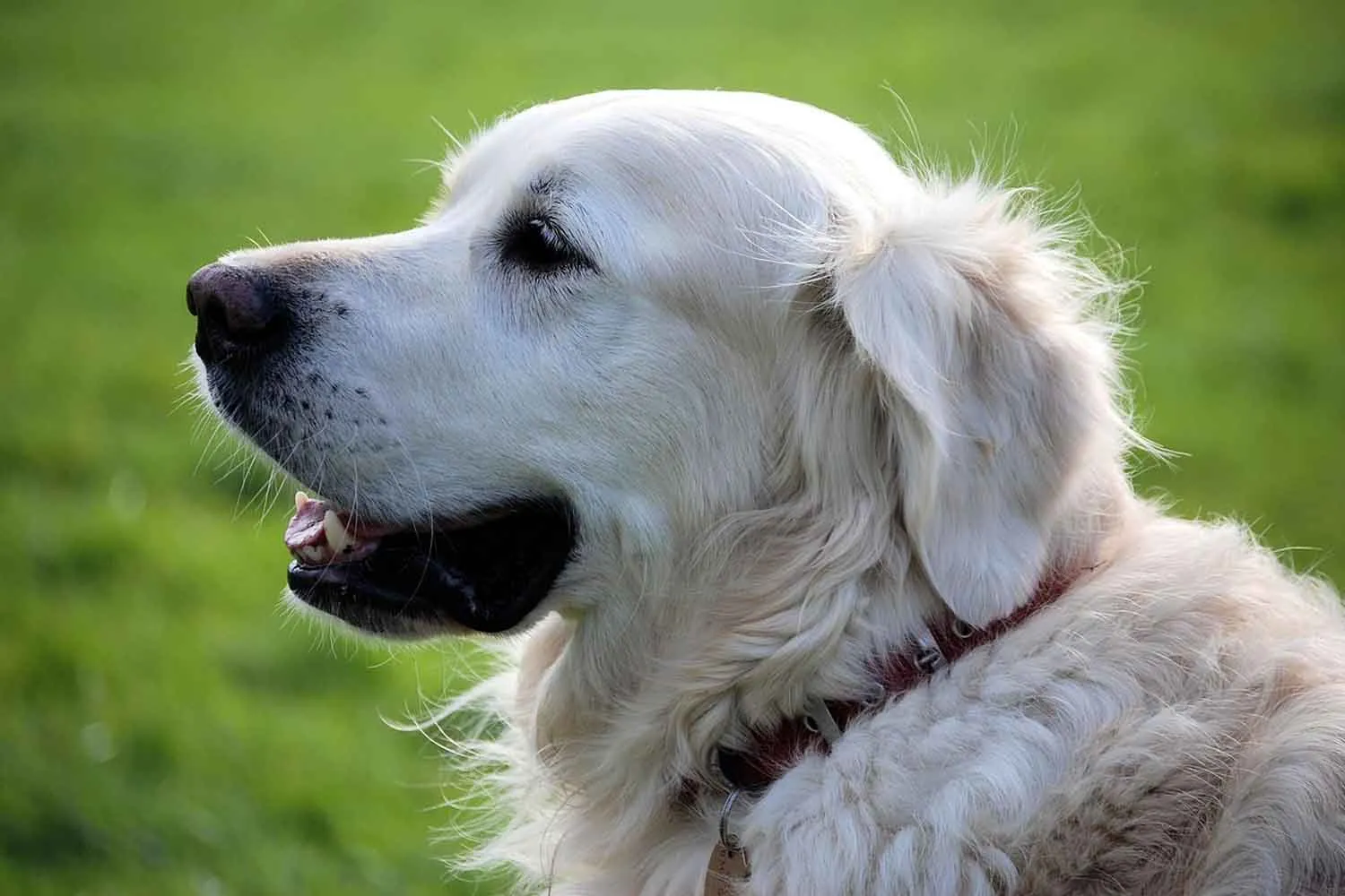 I microbi presenti nell'intestino del tuo cane potrebbero predire la prognosi del suo cancro