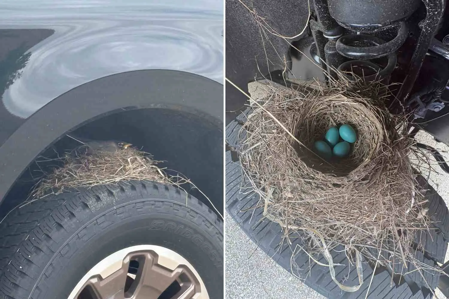 Coppia di tordi depone uova azzurre sulla ruota di un pick-up (e ora non può essere venduto): l’emozionante schiusa in una concessionaria