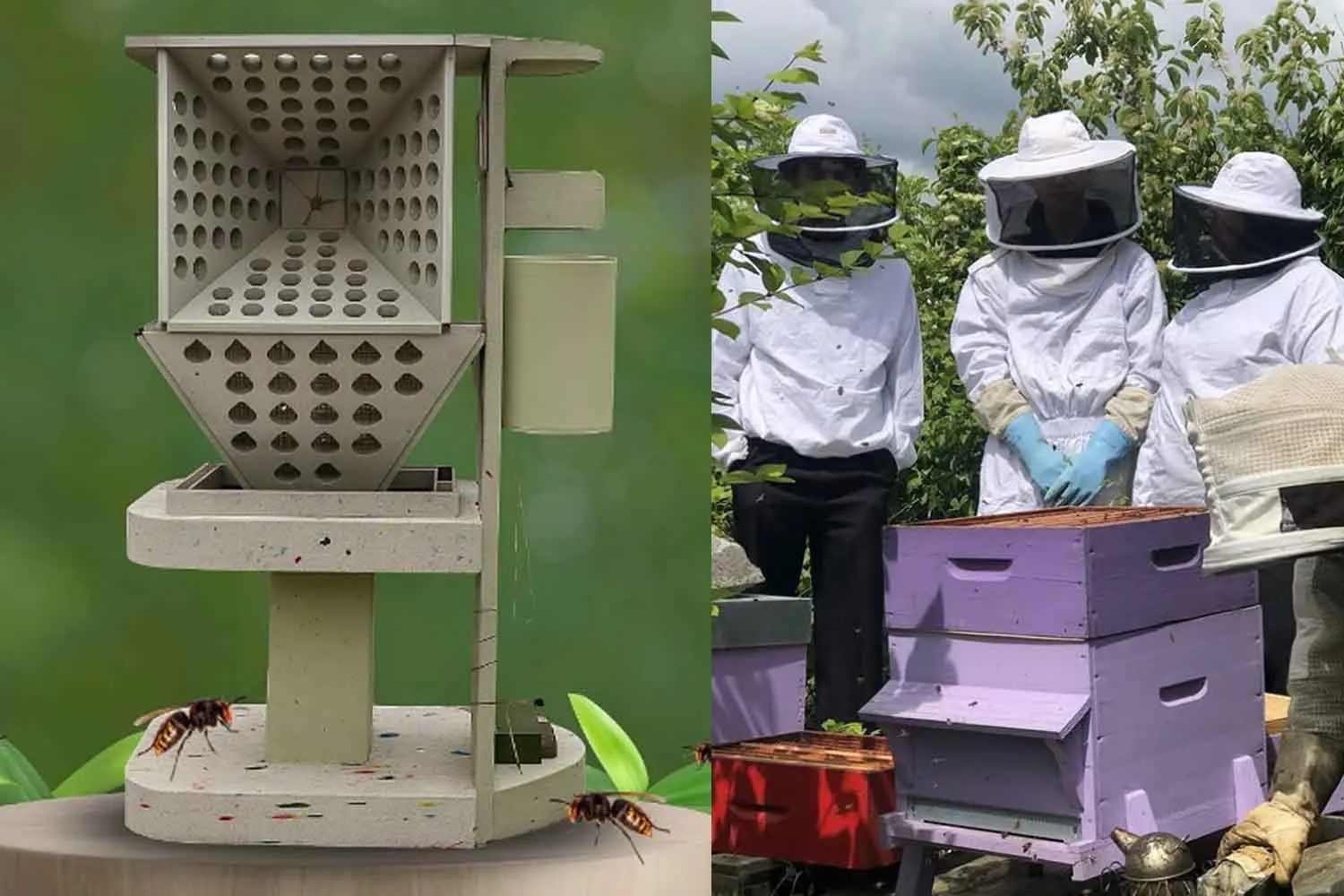 E se l'IA potesse aiutare le api a difendersi dal calabrone asiatico? La rivoluzionaria trappola progettata dagli studenti francesi
