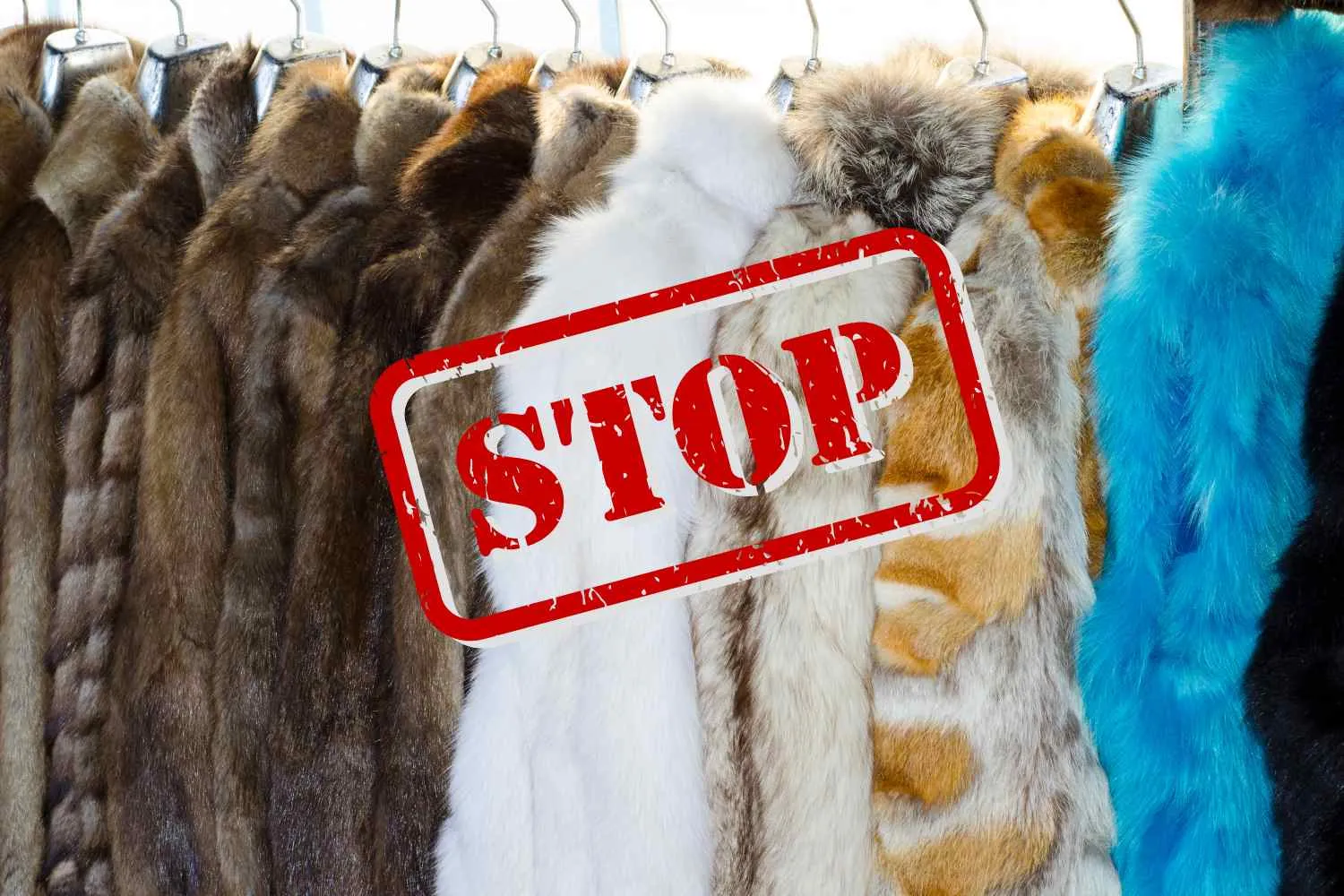 La Milano Fashion Week dice addio alle pellicce: l'alta moda italiana non promuoverà più la crudeltà in passerella