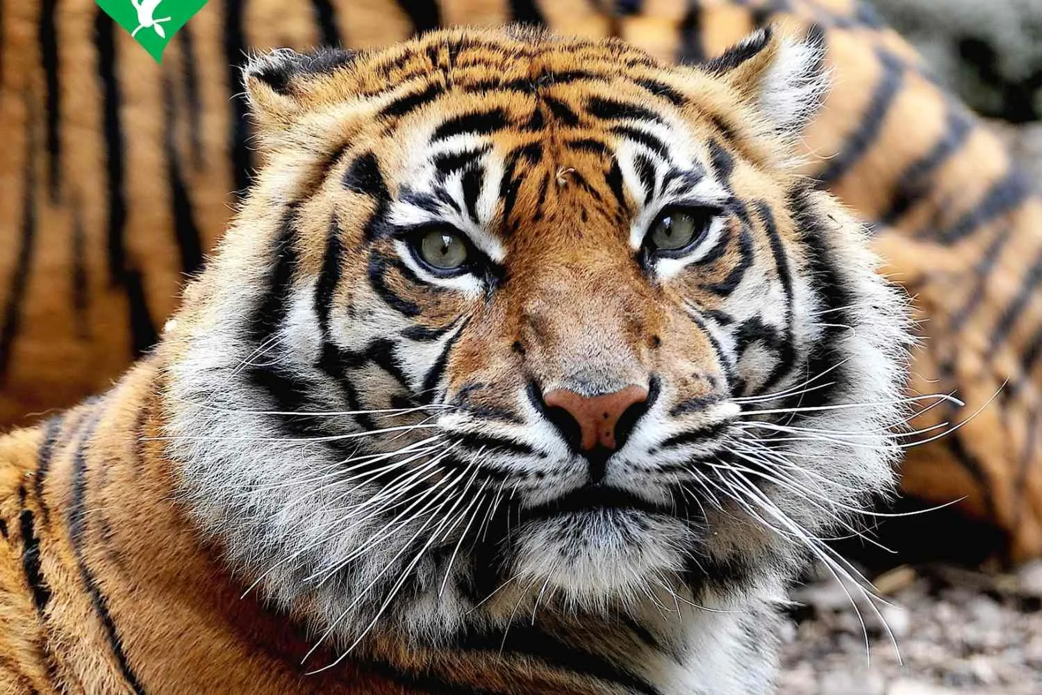 Addio a Tila, è morta a 15 anni la tigre di Sumatra del Bioparco di Roma: nata in uno zoo, non ha mai conosciuto la libertà