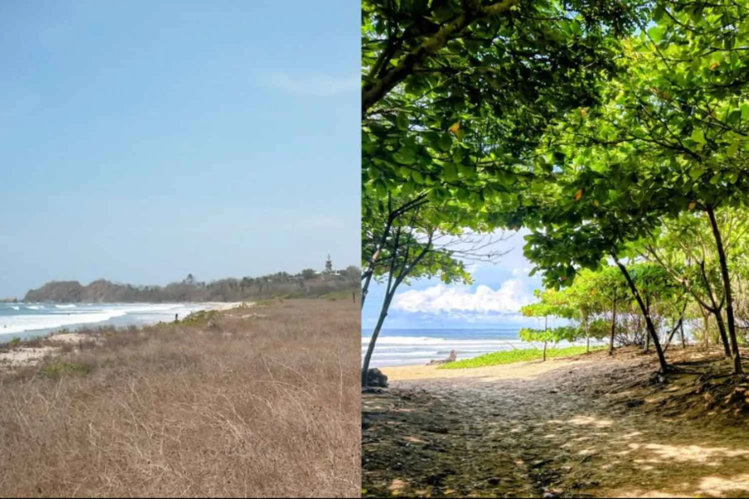 Così un surfista in cerca d'ombra ha cambiato il volto delle spiagge aride del Costa Rica: oggi ospitano 100mila alberi