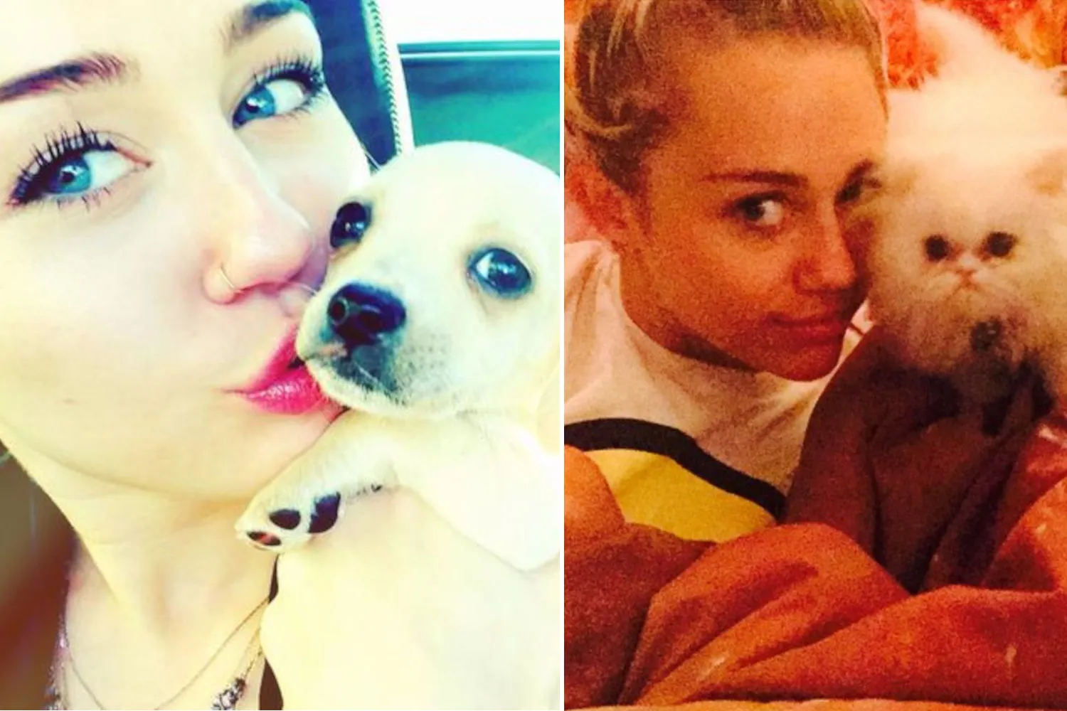 Miley Cyrus e l’amore per gli animali: sai che vive con cani, gatti e persino maiali (salvati da abbandoni e maltrattamenti)?