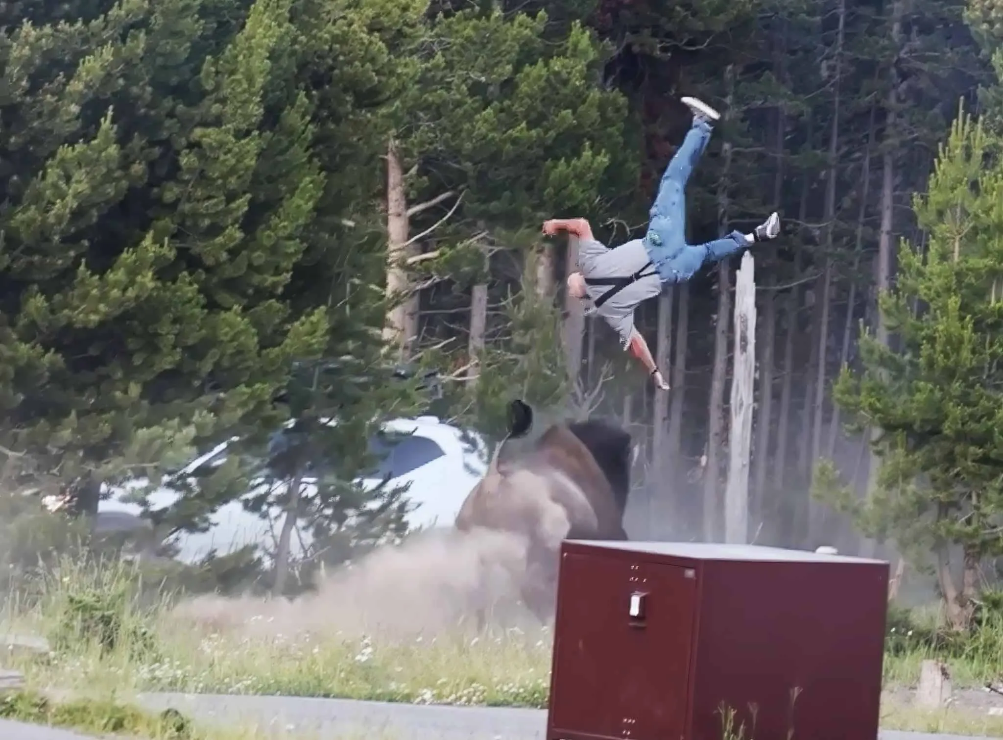Bisonte di 900 chili carica un turista a passeggio col nipote e lo scaraventa in aria: paura al parco di Yellowstone