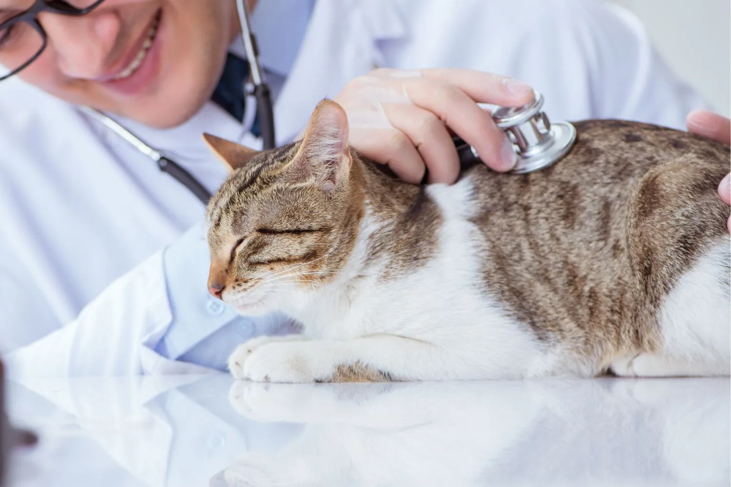 Cure, vaccini e visite a tariffe agevolate per gli animali delle famiglie in difficoltà: Pescara lancia il veterinario sociale