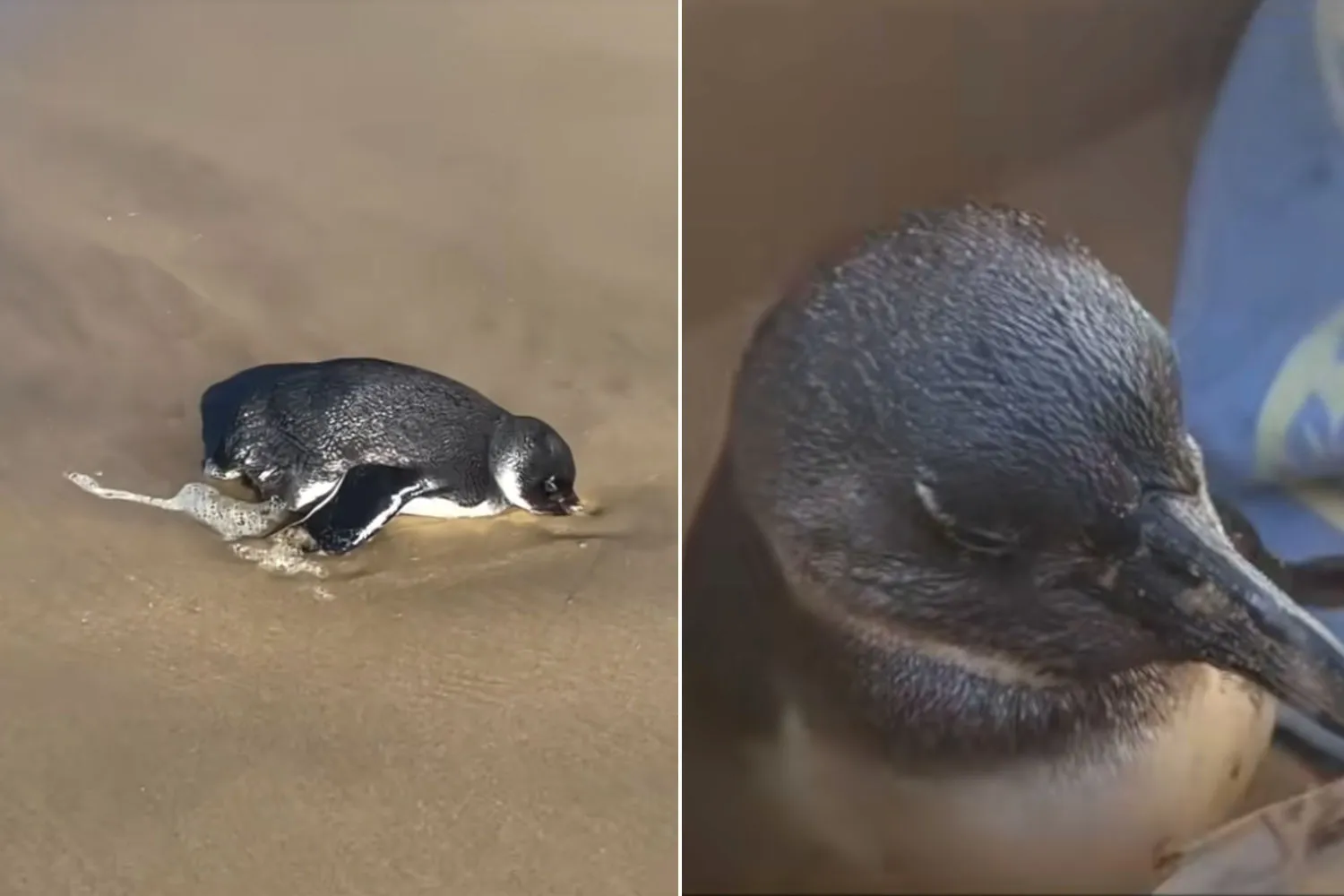 Pinguino africano trovato in condizioni critiche su una spiaggia in Sudafrica: guarda il delicato salvataggio